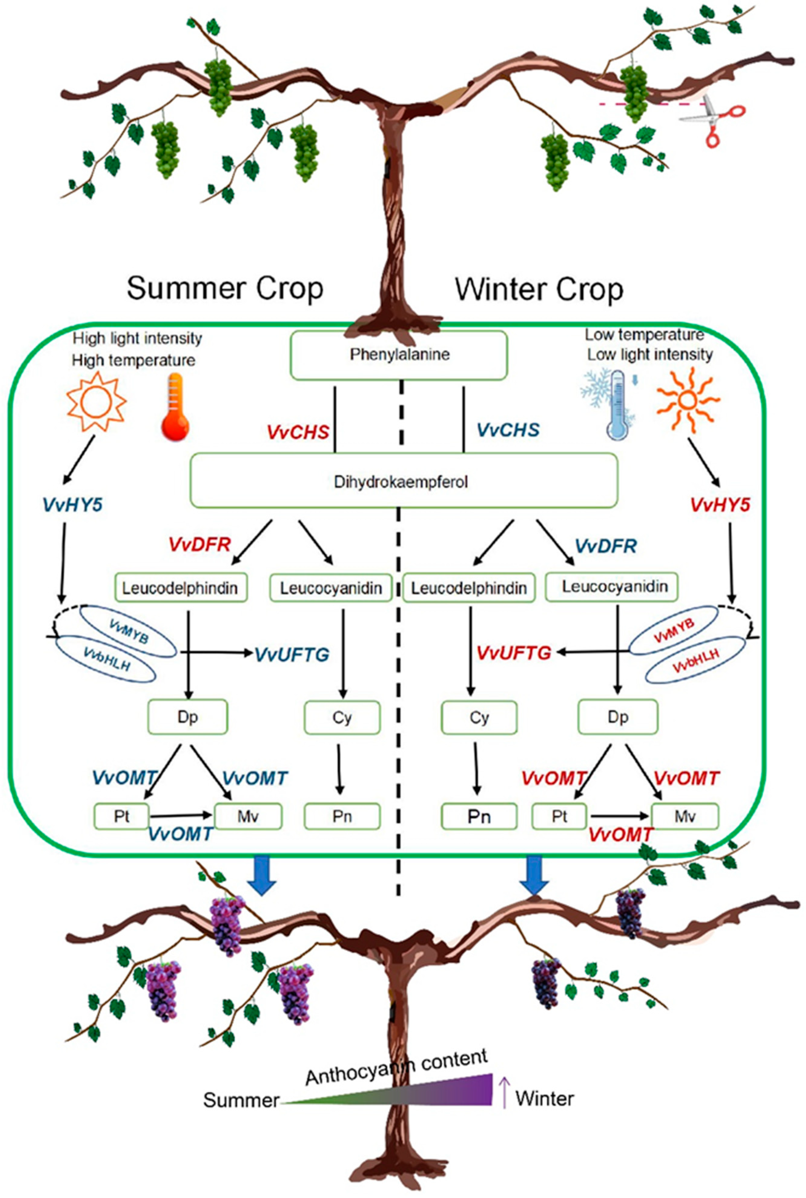 Plants 14 00026 g006