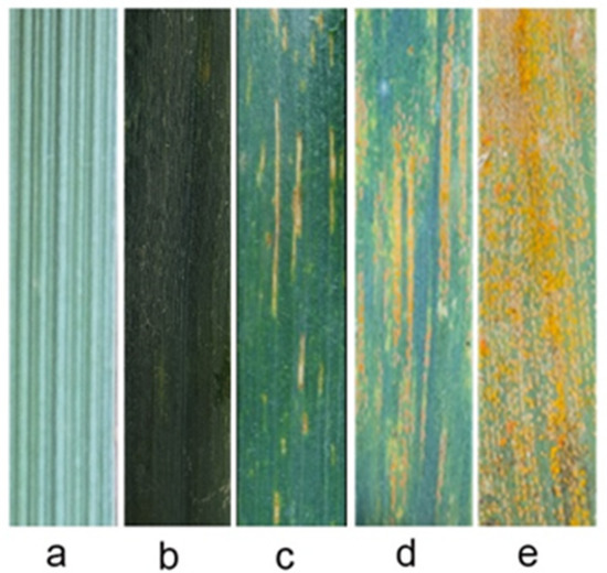Yu Cytogenetic Identification and Molecular Marker Analysis of