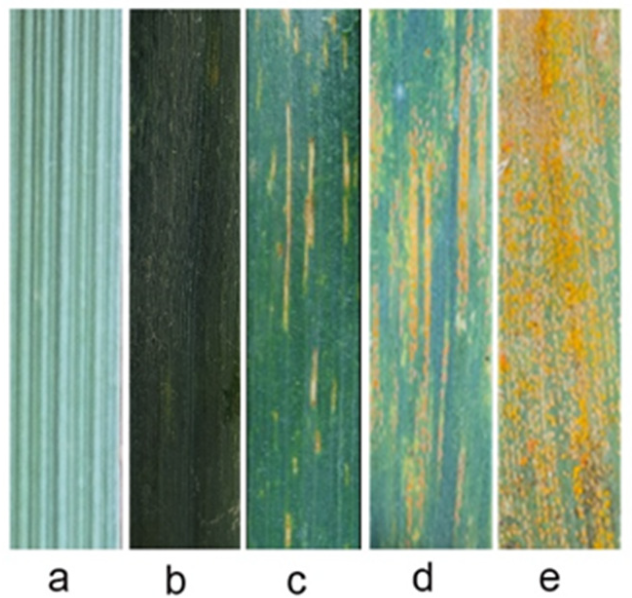 Plants 14 00027 g001