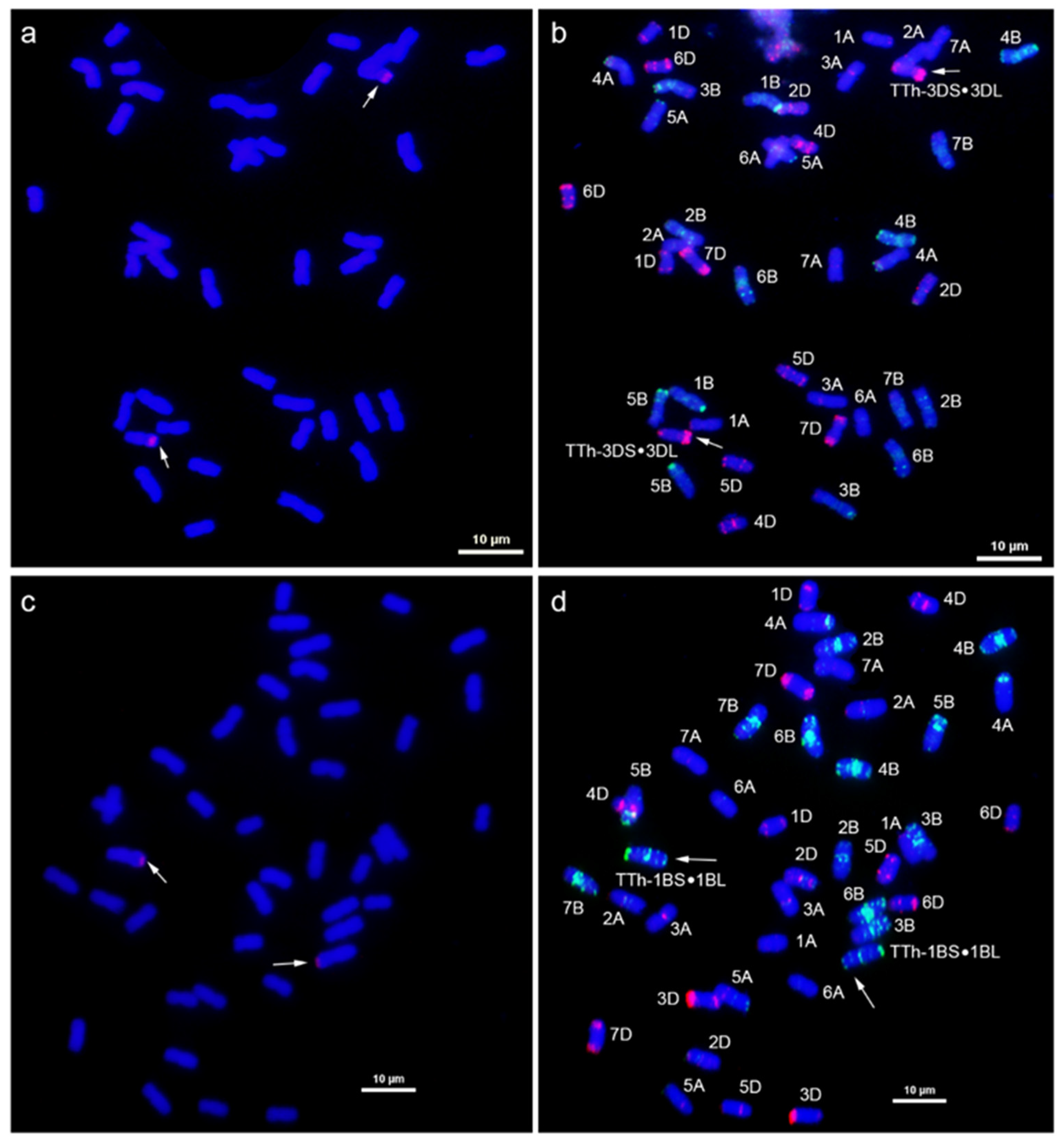 Plants 14 00027 g002