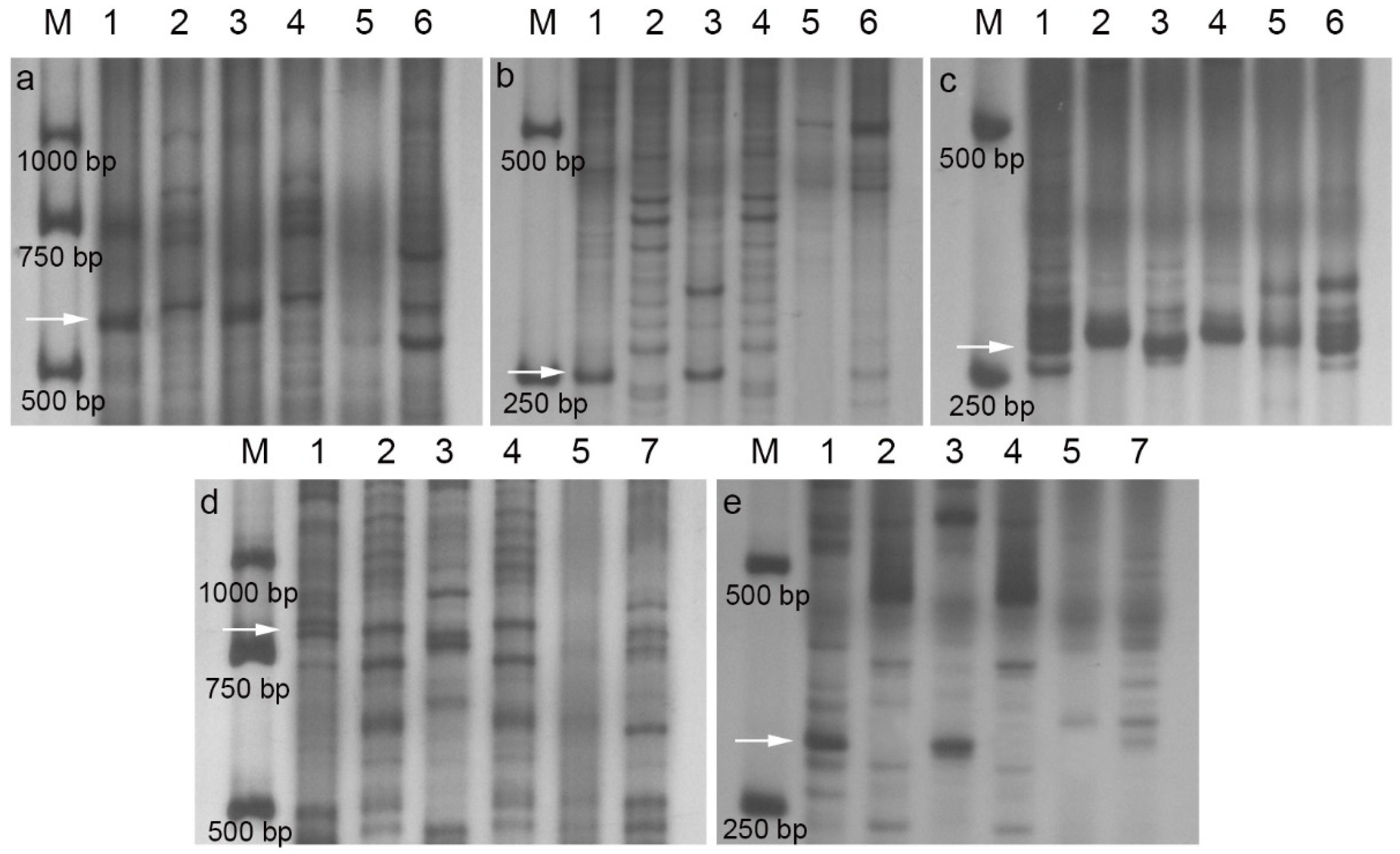 Plants 14 00027 g004