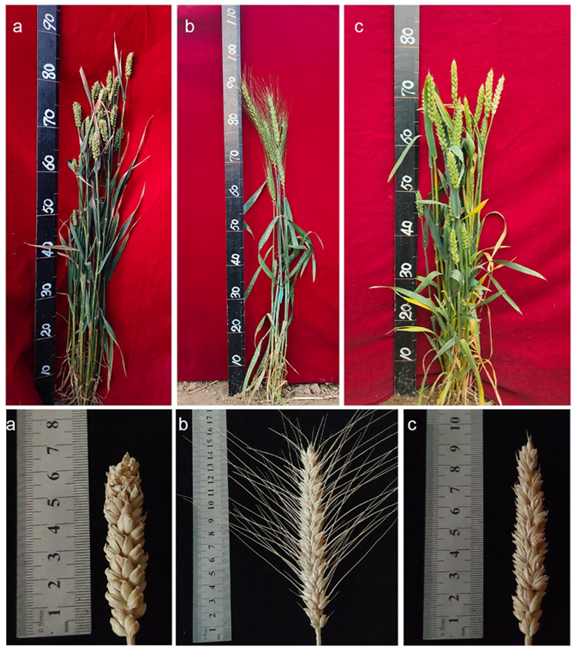 Plants 14 00027 g005