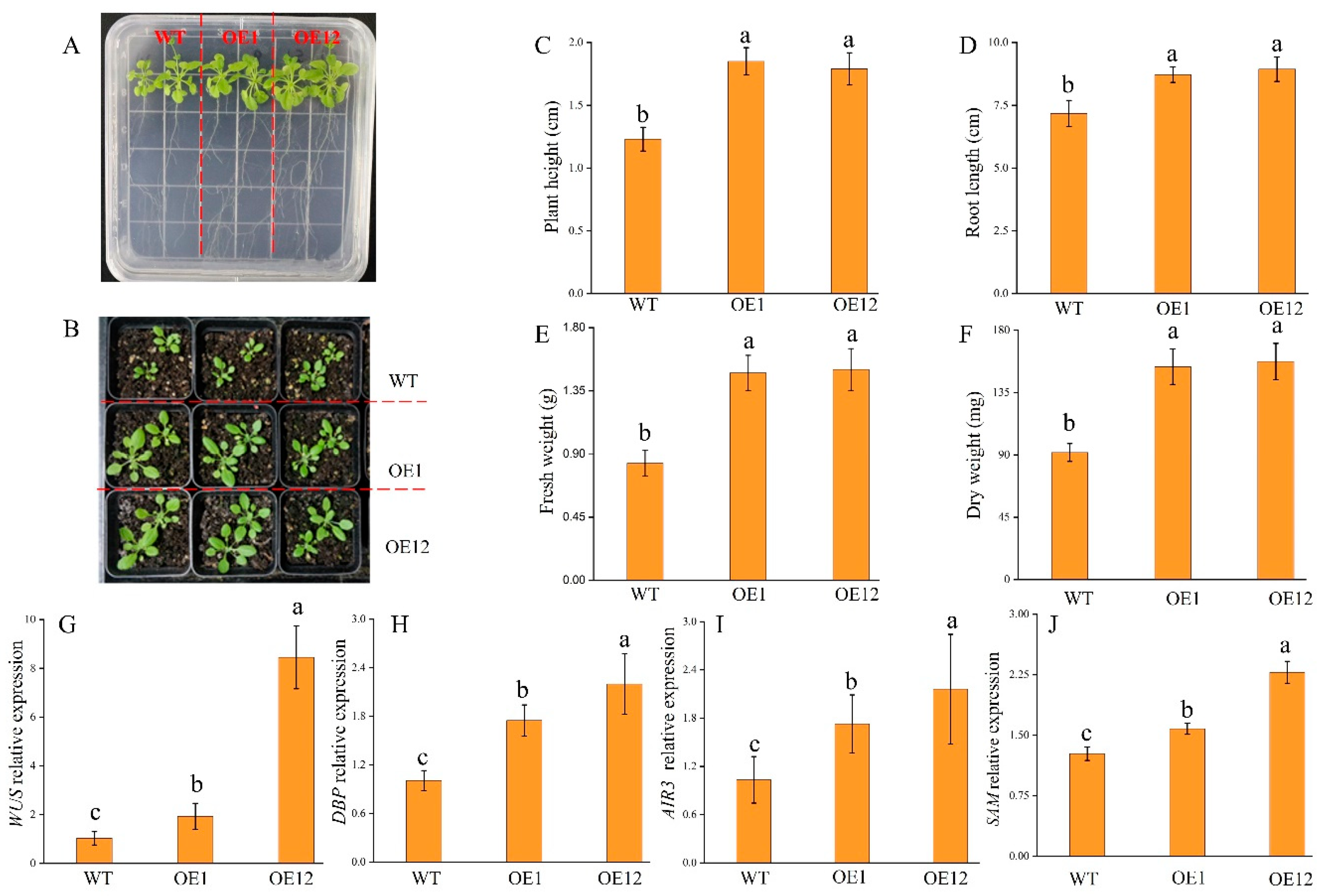 Plants 14 00031 g003