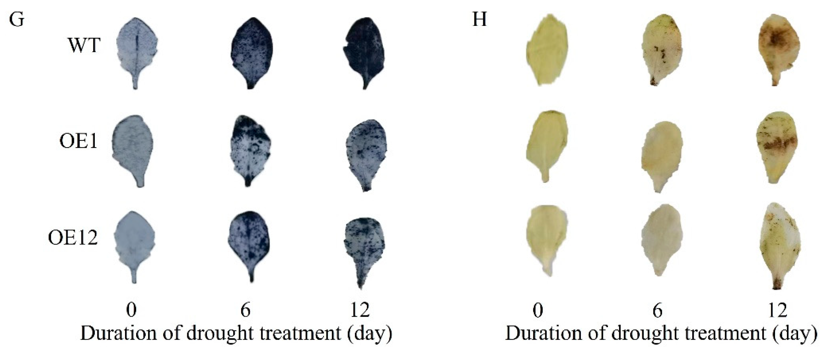 Plants 14 00031 g005b
