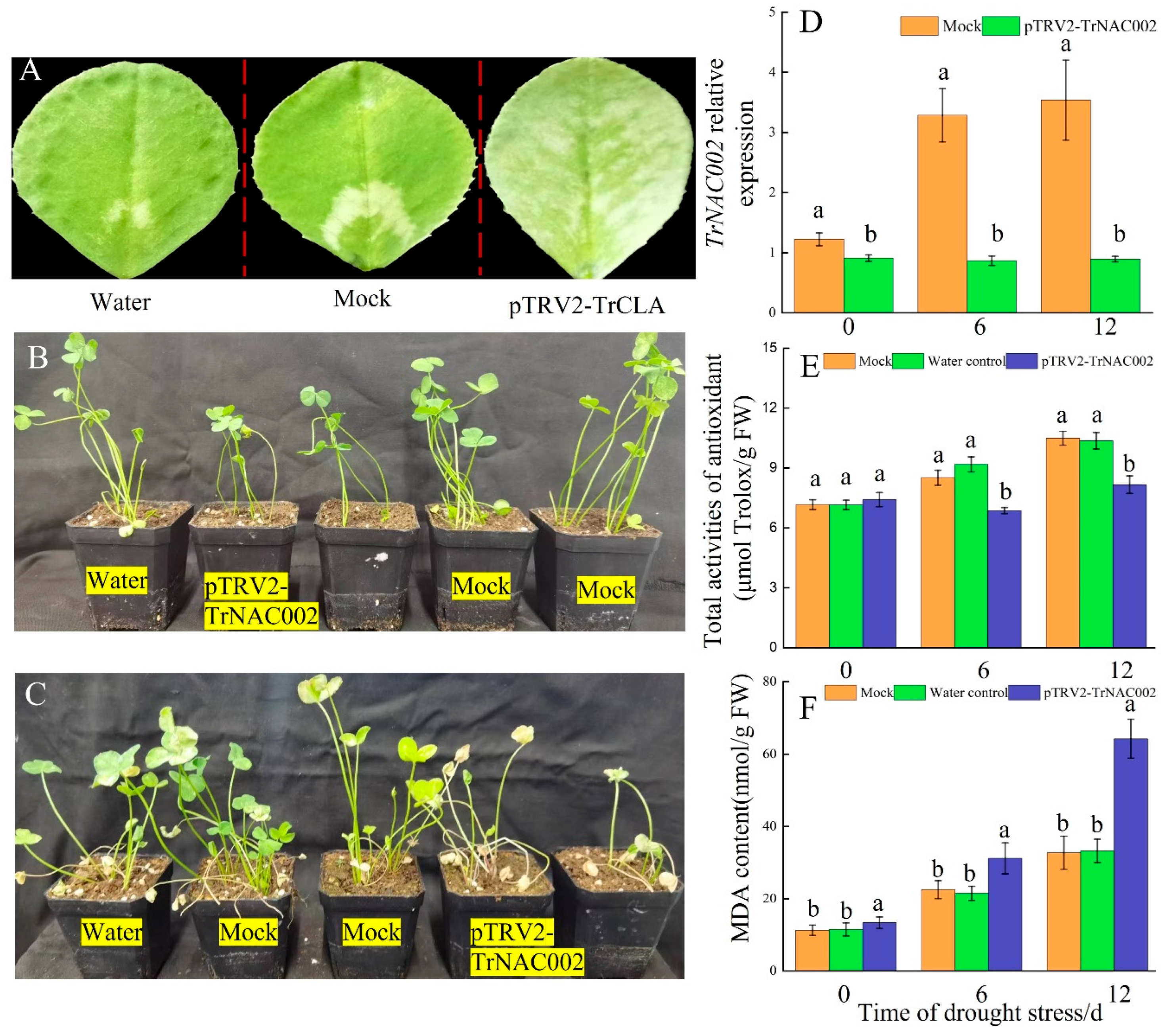 Plants 14 00031 g007