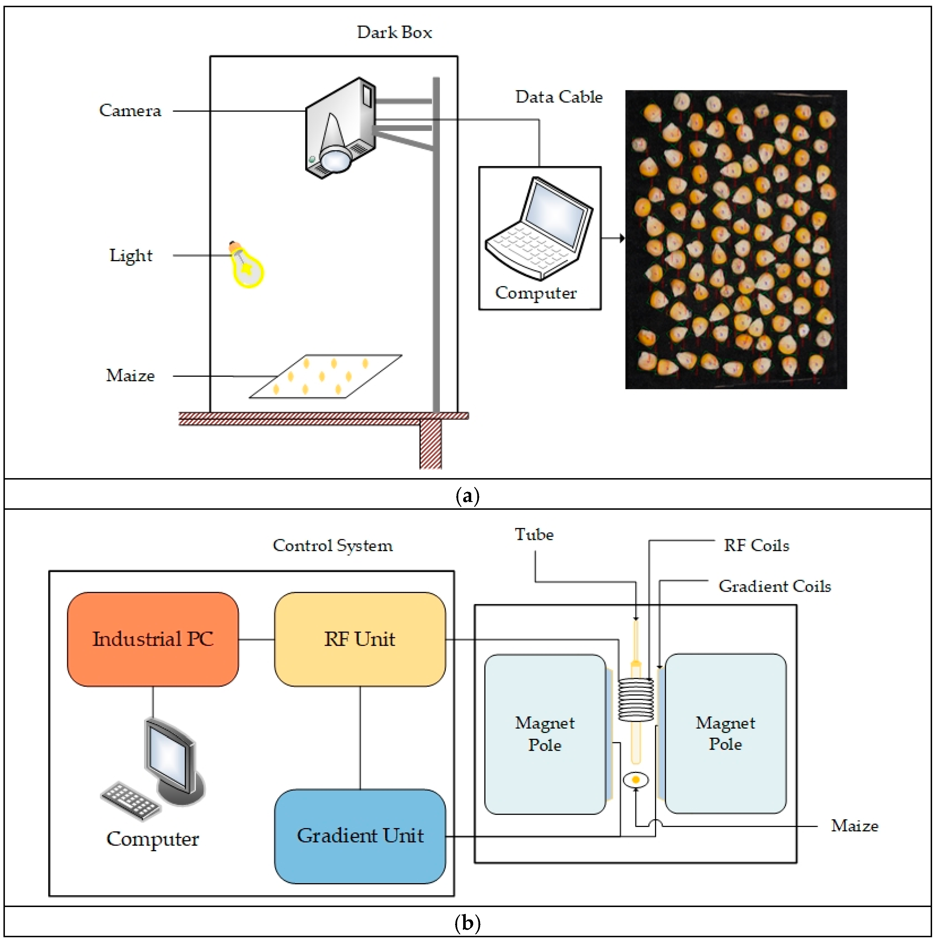 Plants 14 00037 g002