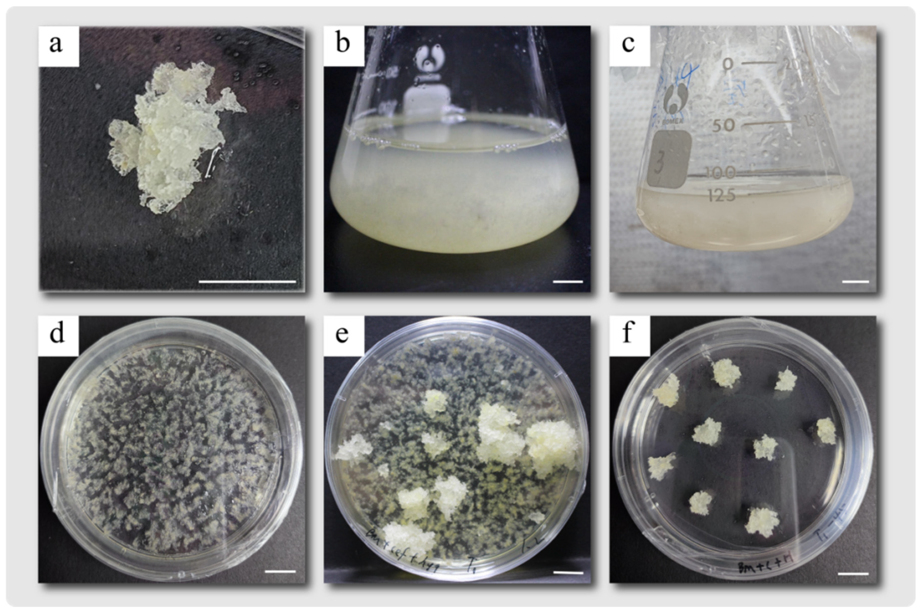 Plants 14 00045 g004