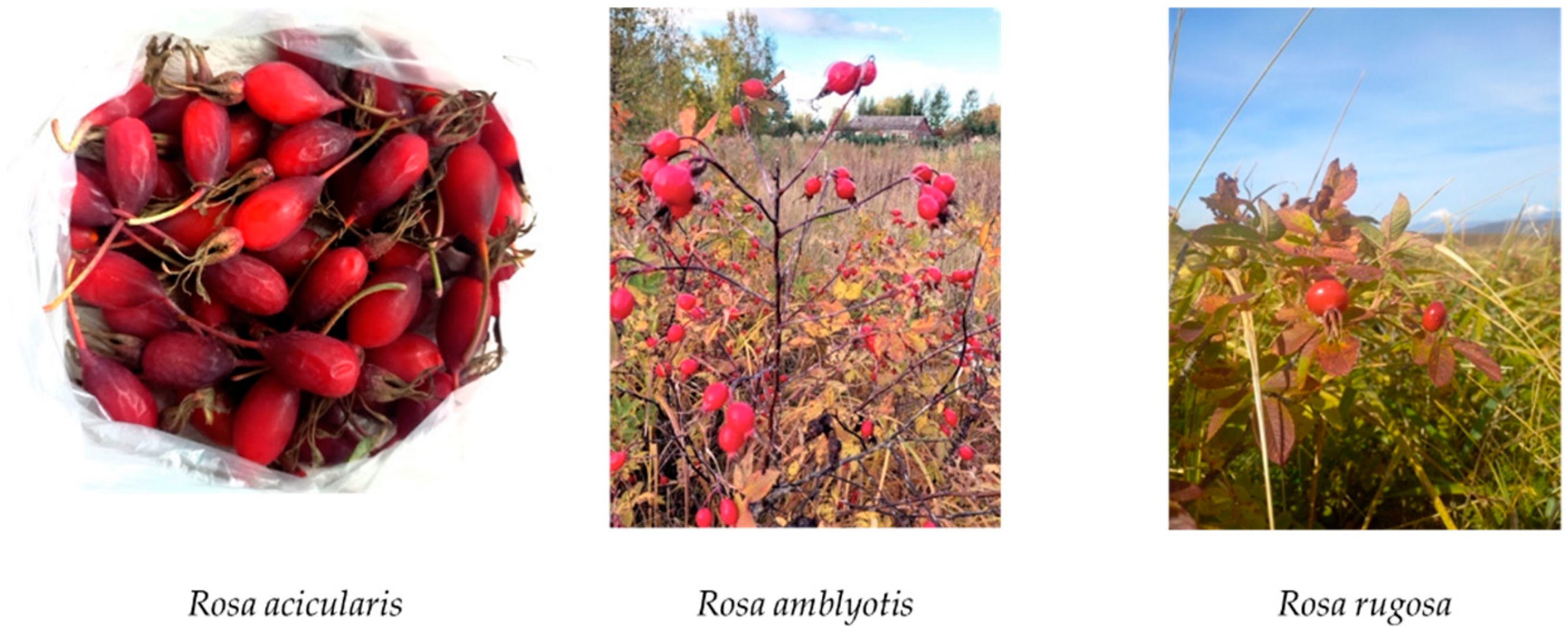 Plants 14 00059 g001