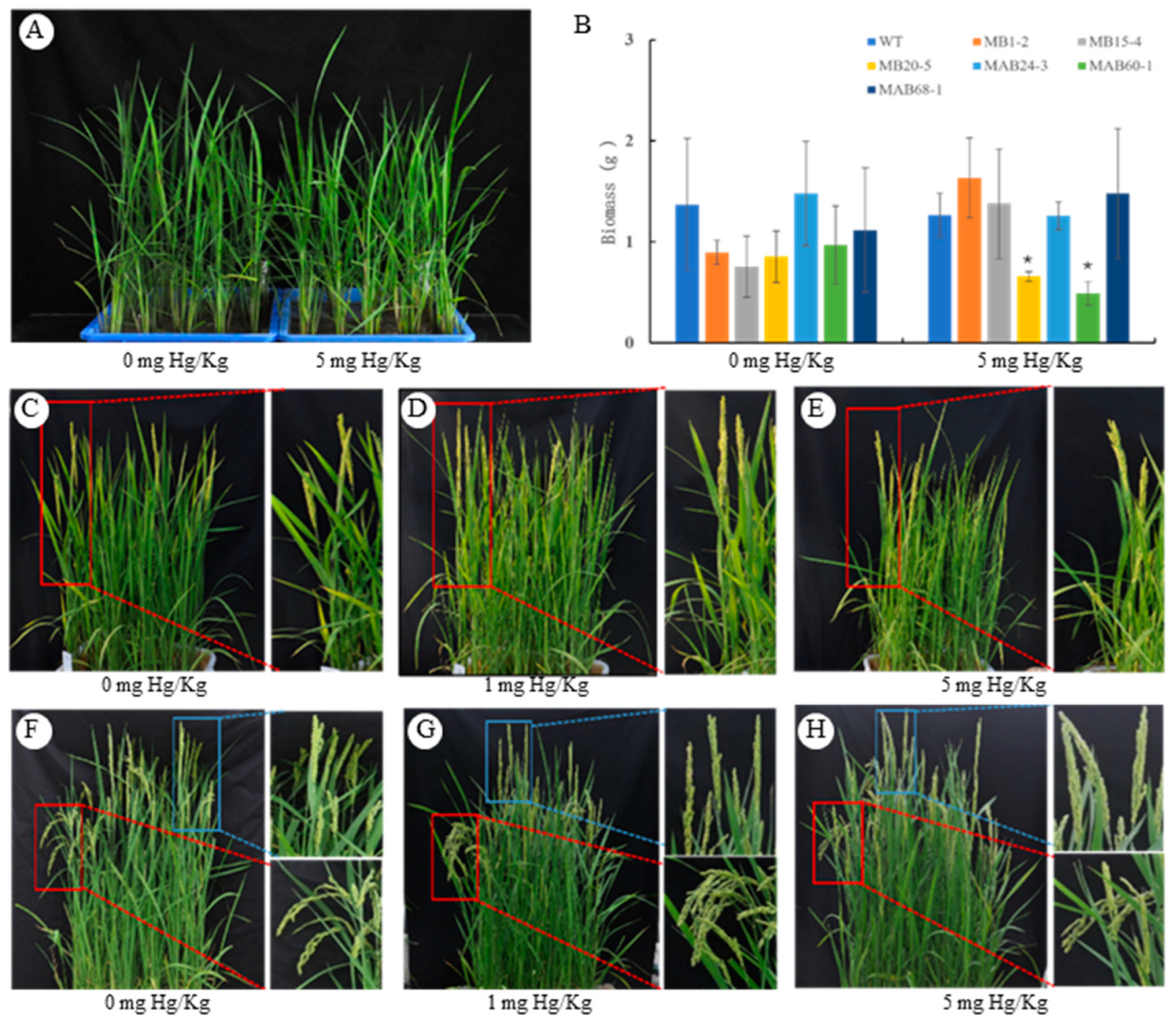 Plants 14 00066 g003