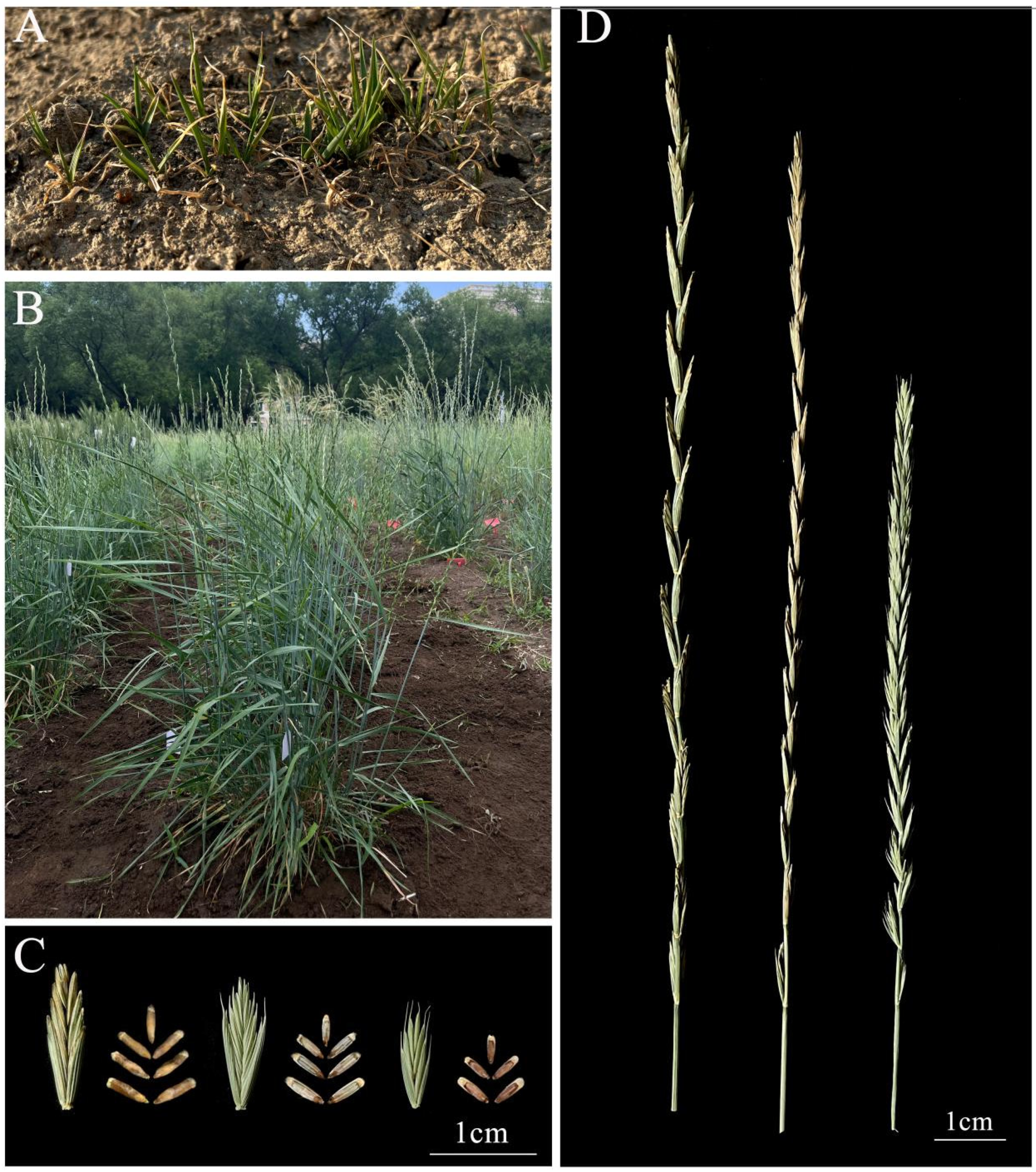 Characterization of a Natural Accession of Elymus sibiricus