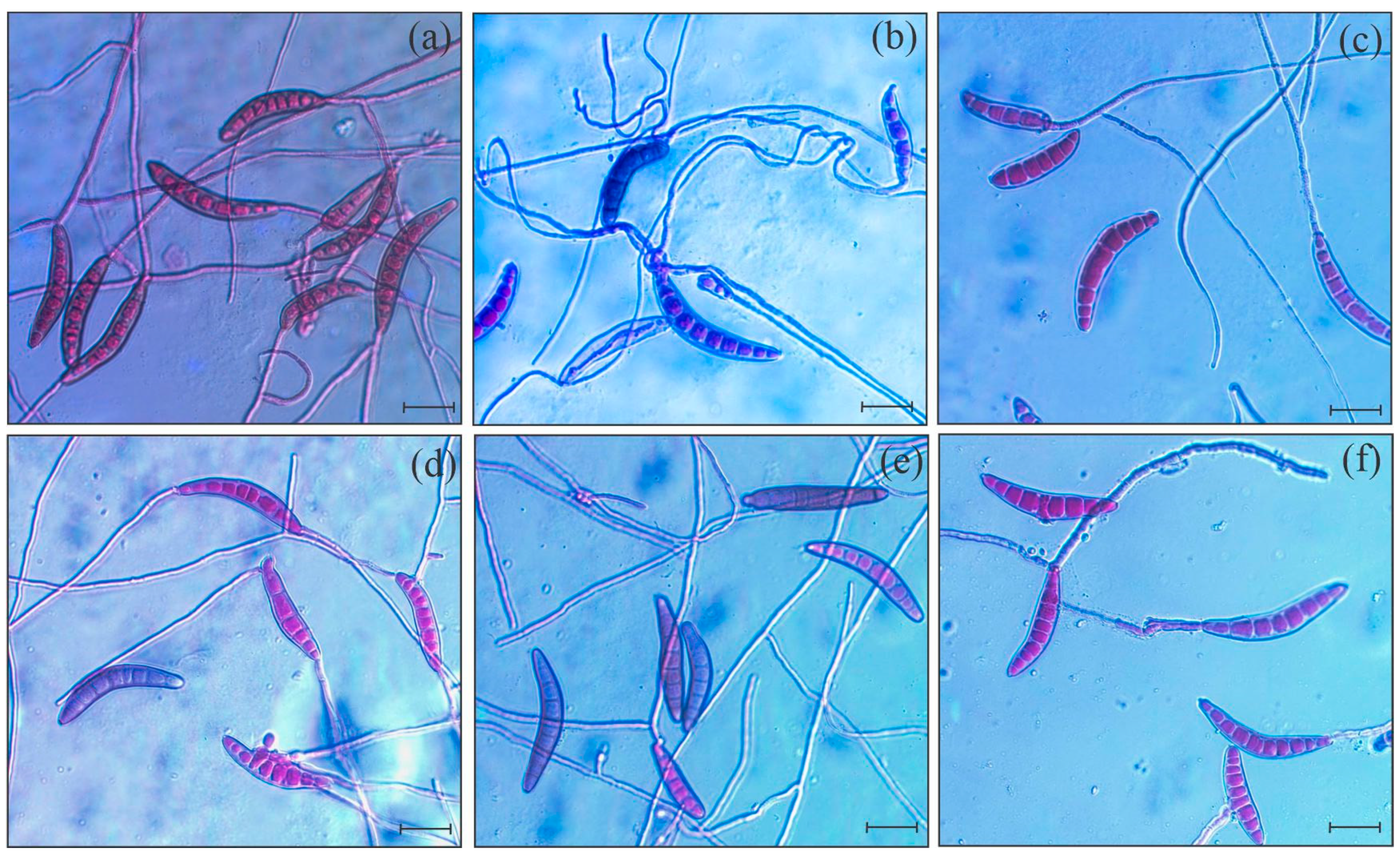 Plants 14 00077 g002