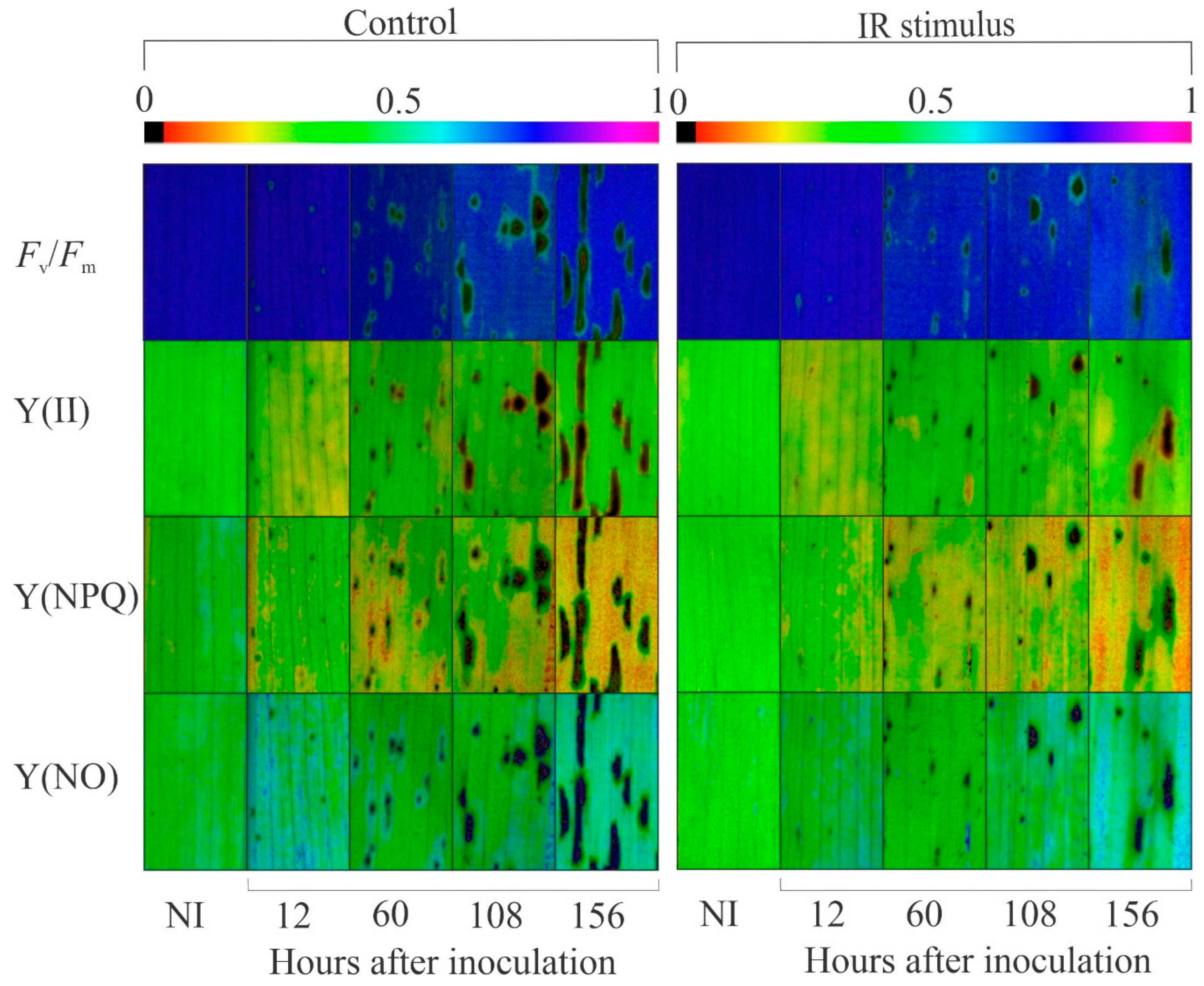 Plants 14 00077 g006