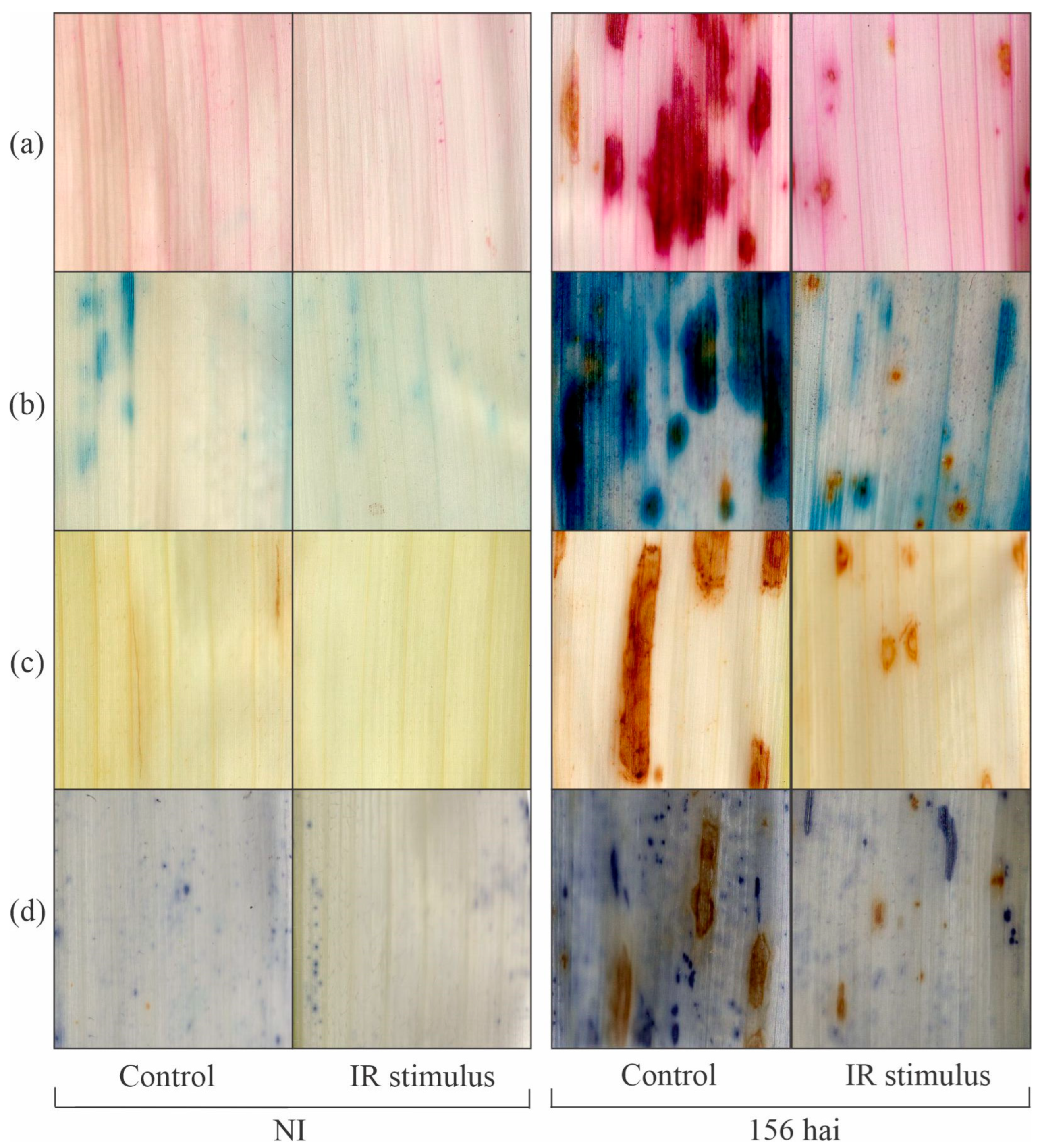 Plants 14 00077 g010
