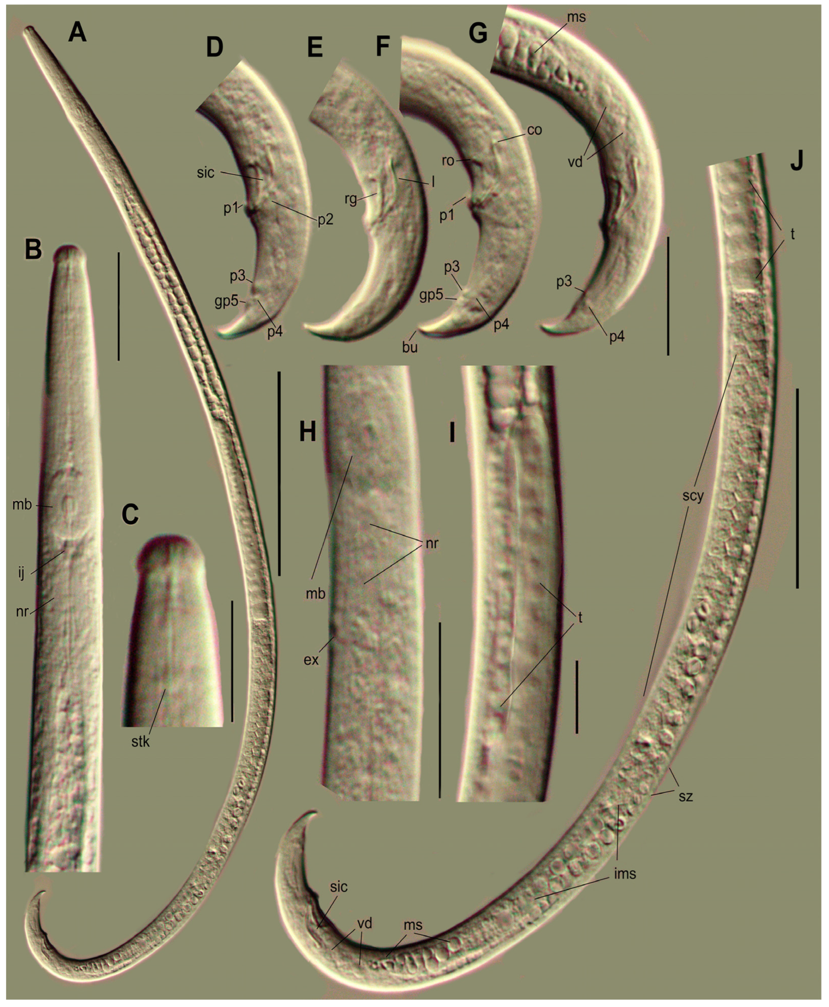 Plants 14 00093 g001