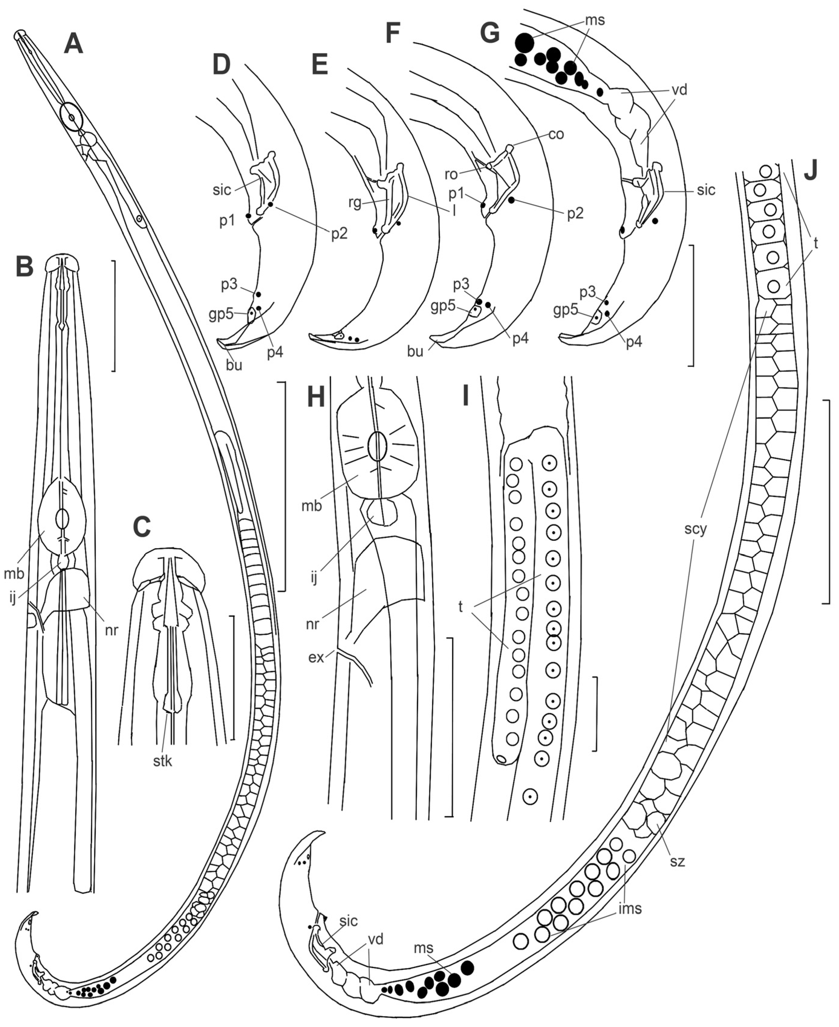 Plants 14 00093 g002