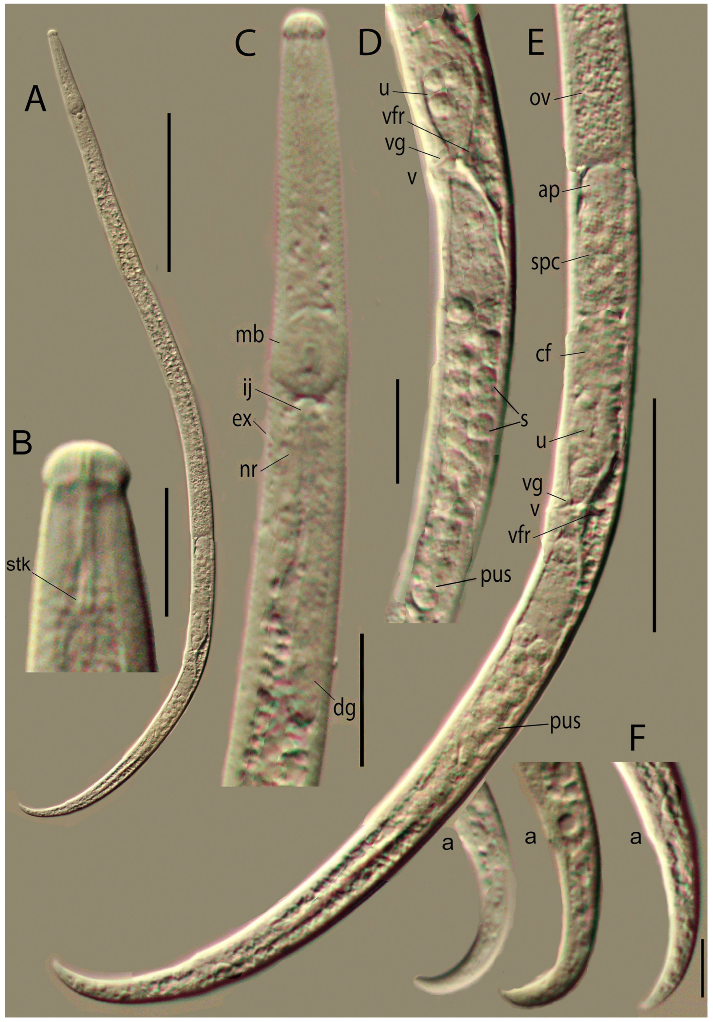 Plants 14 00093 g003