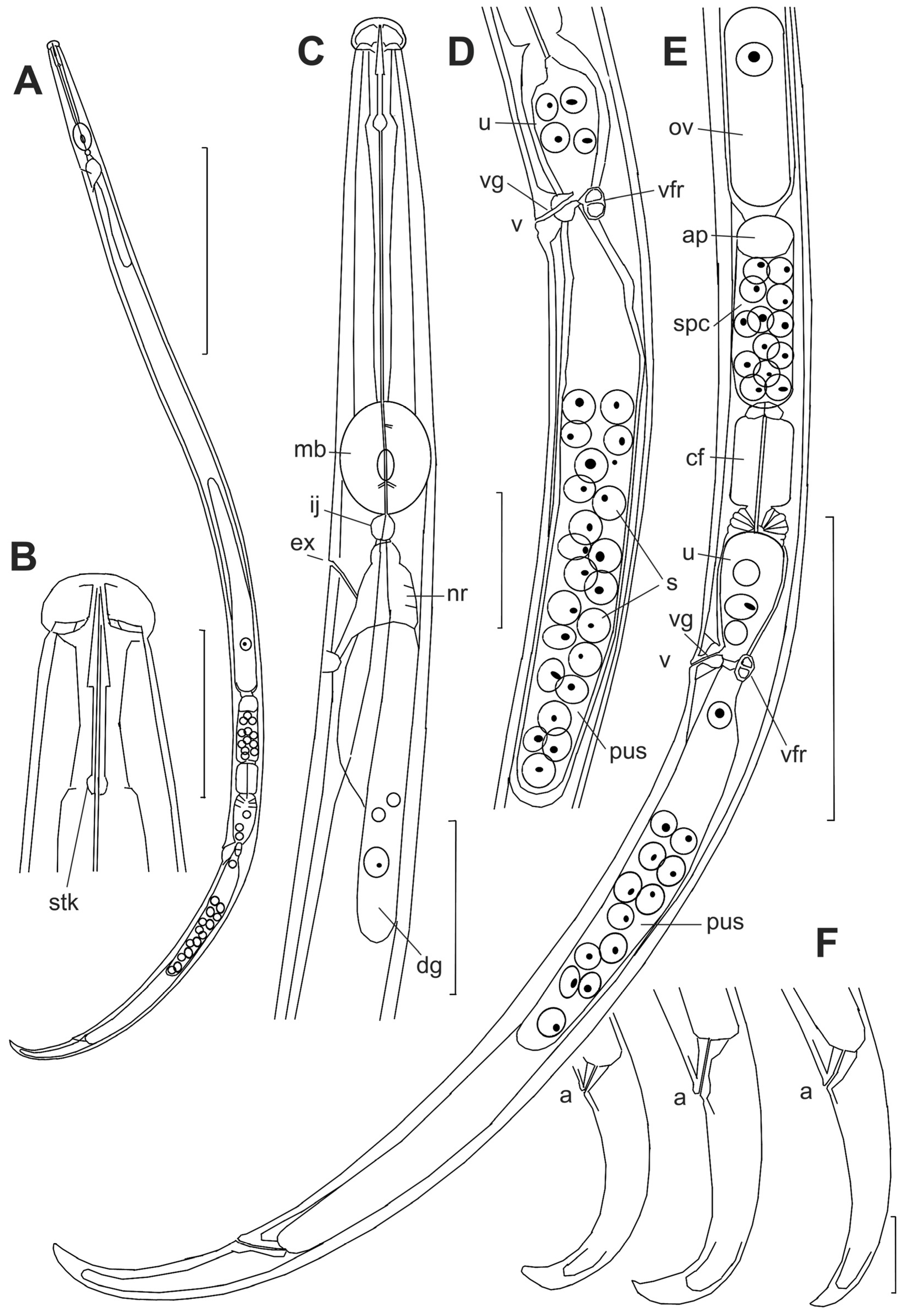 Plants 14 00093 g004