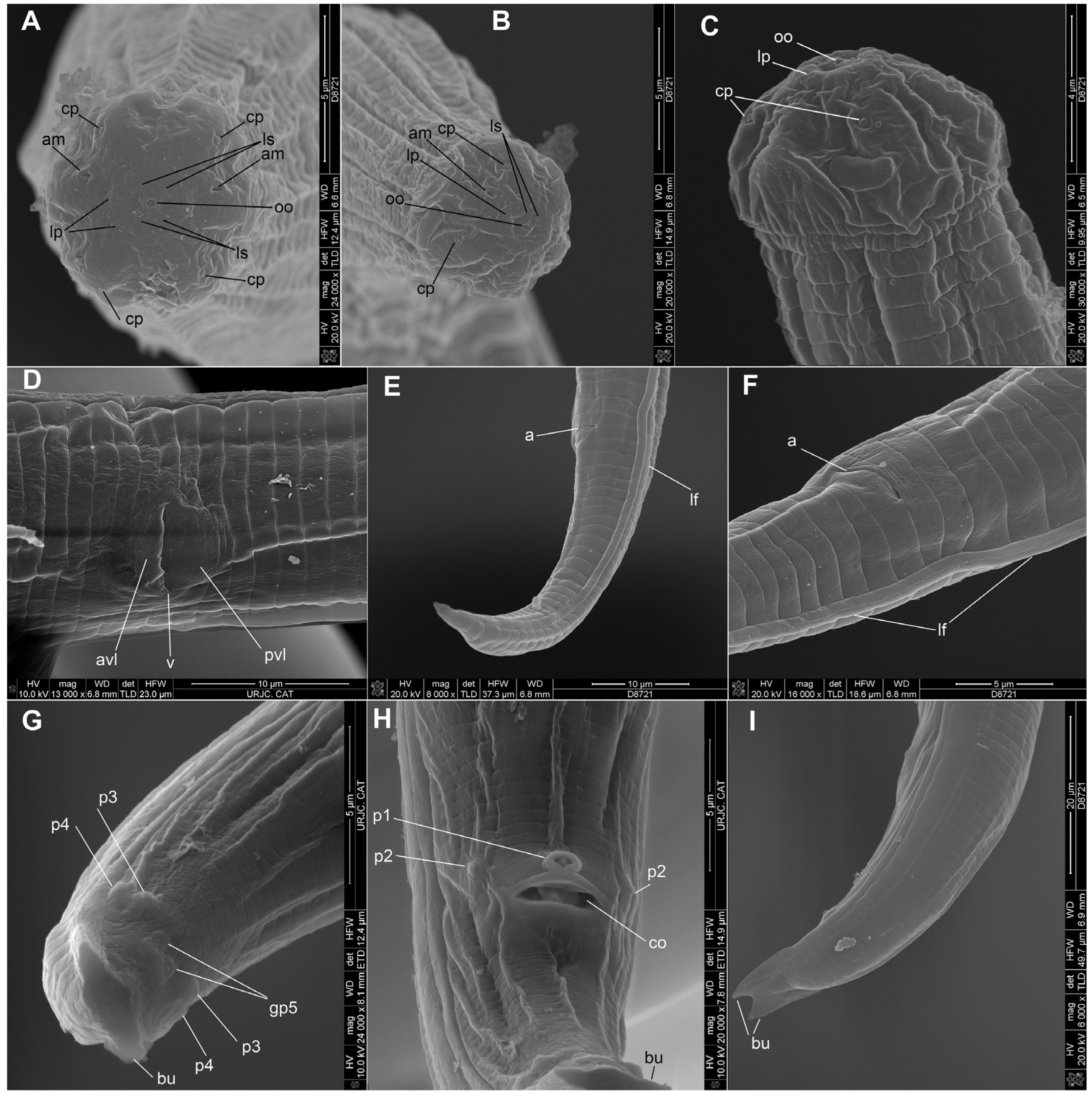 Plants 14 00093 g005