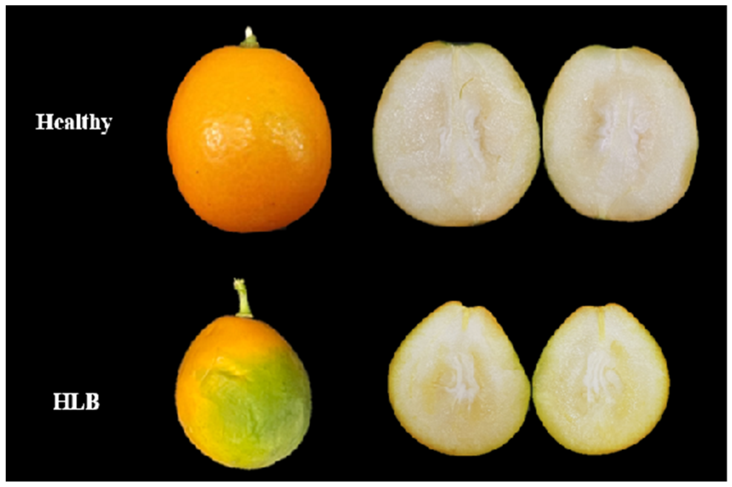 Plants 14 00094 g003