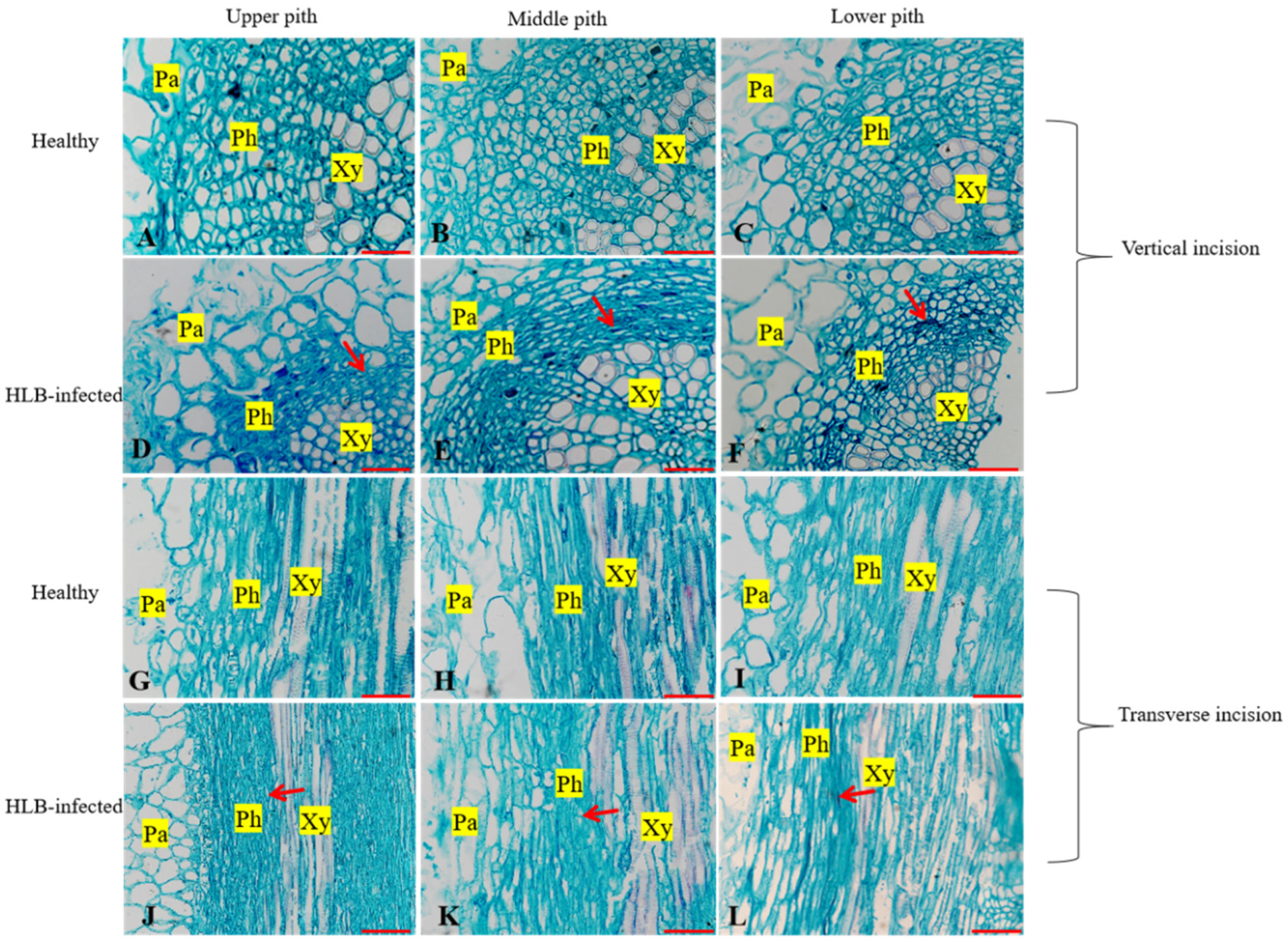 Plants 14 00094 g004