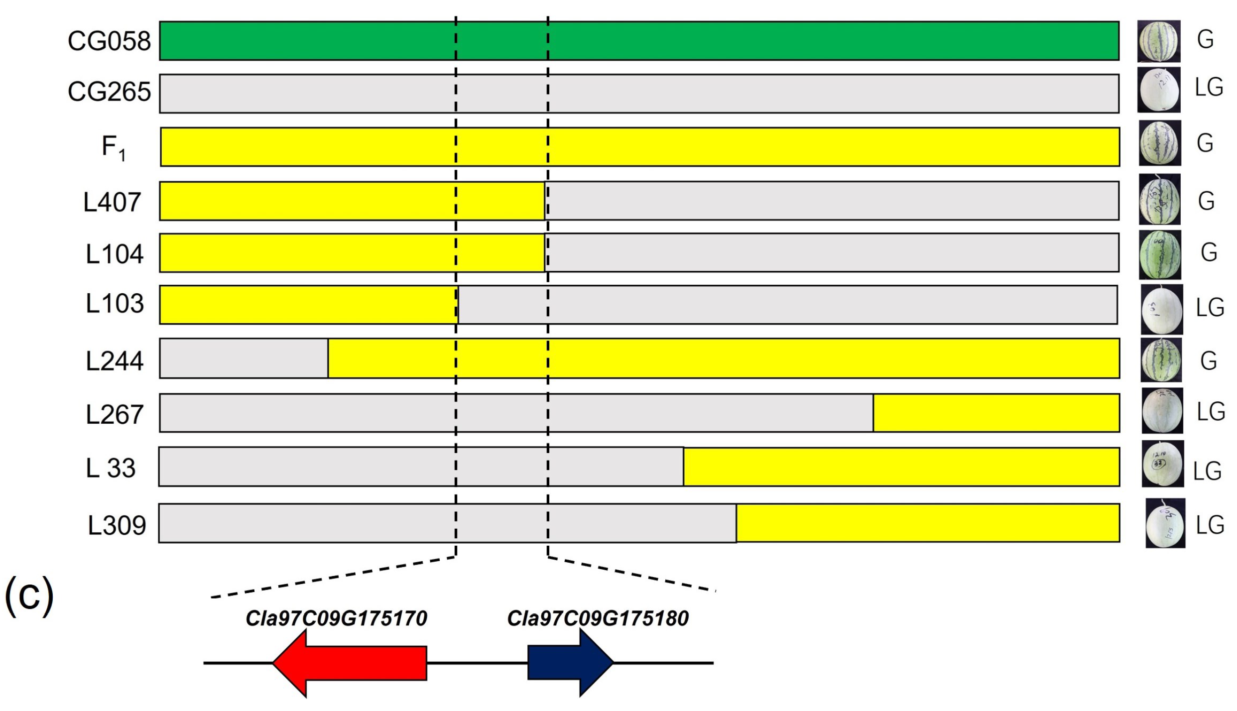 Plants 14 00113 g003b