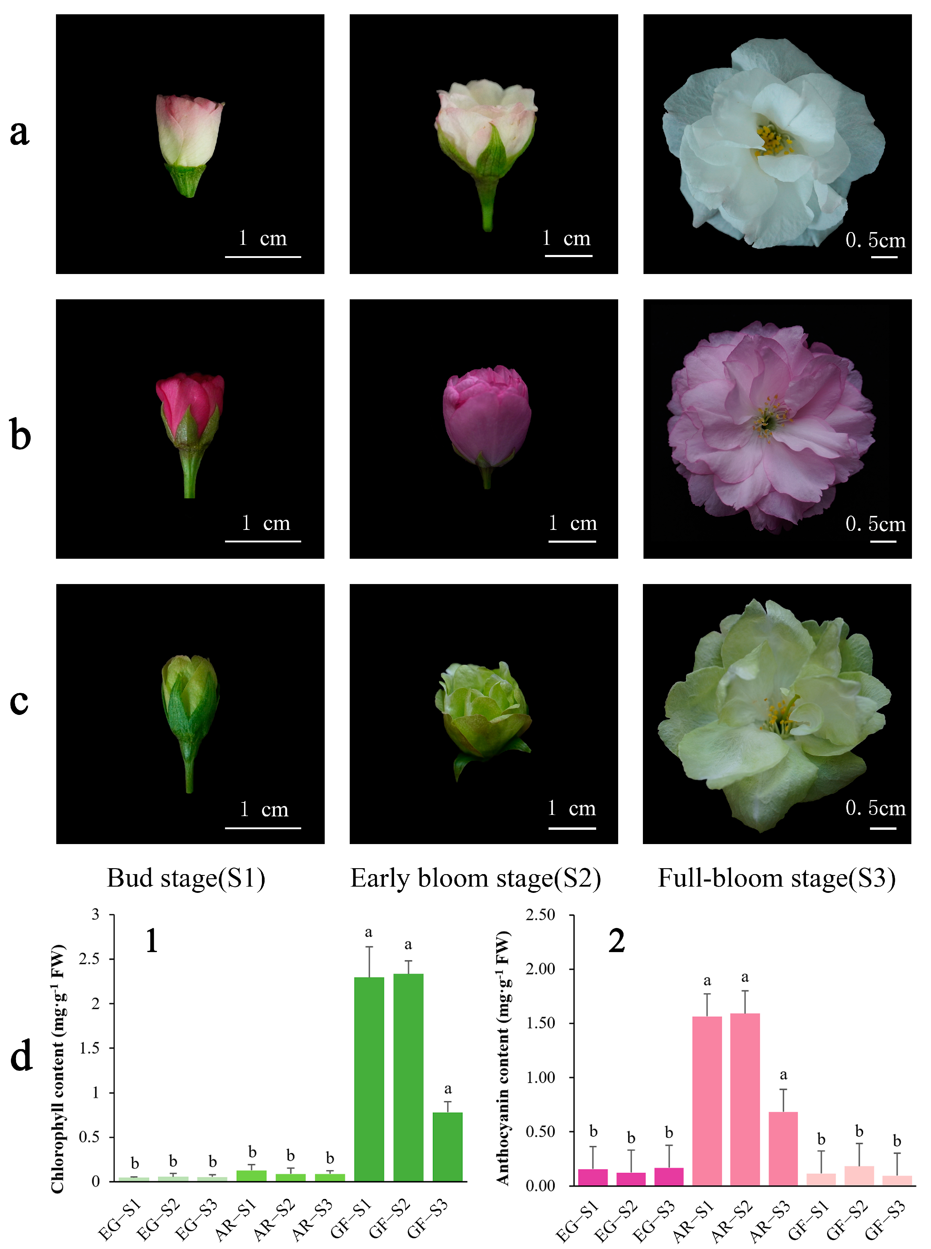 Plants 14 00114 g001