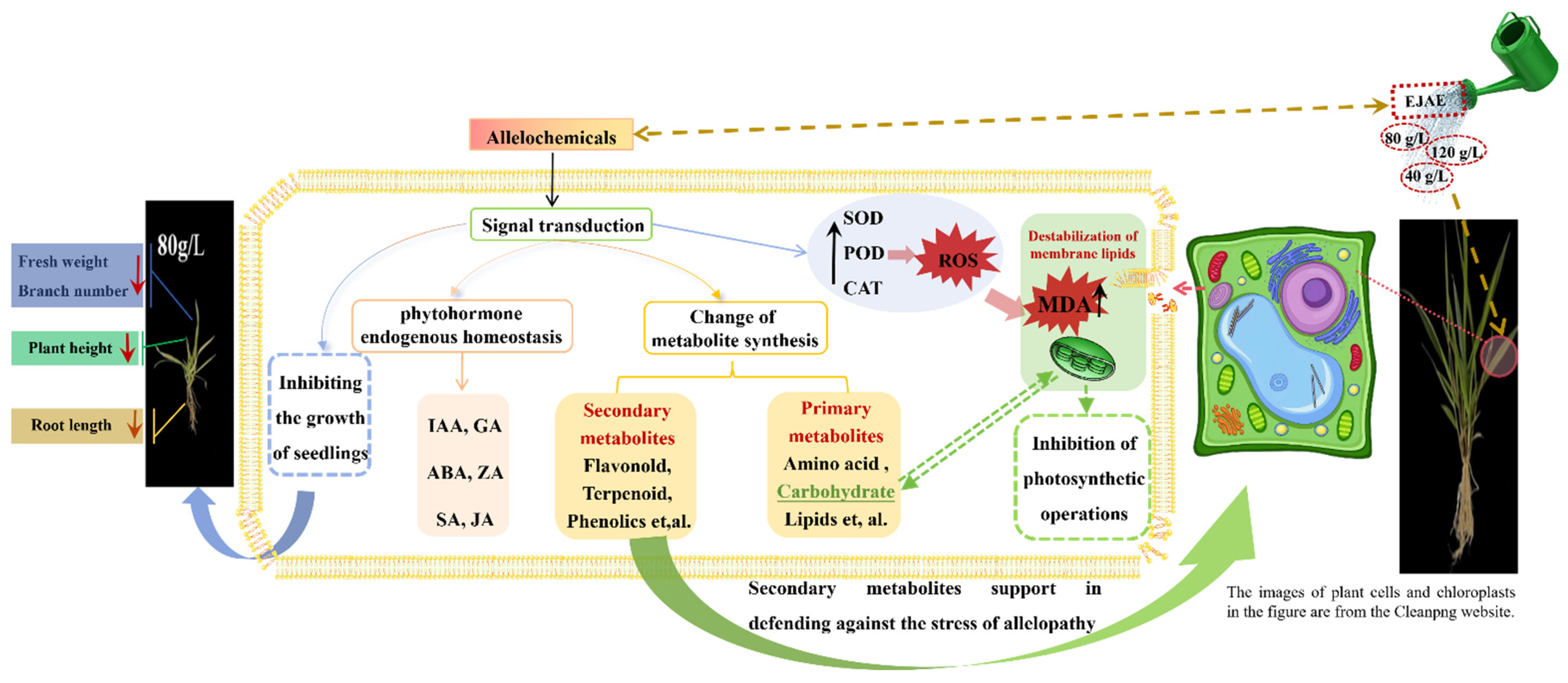 Plants 14 00123 g008 Plants 14 00123 g008