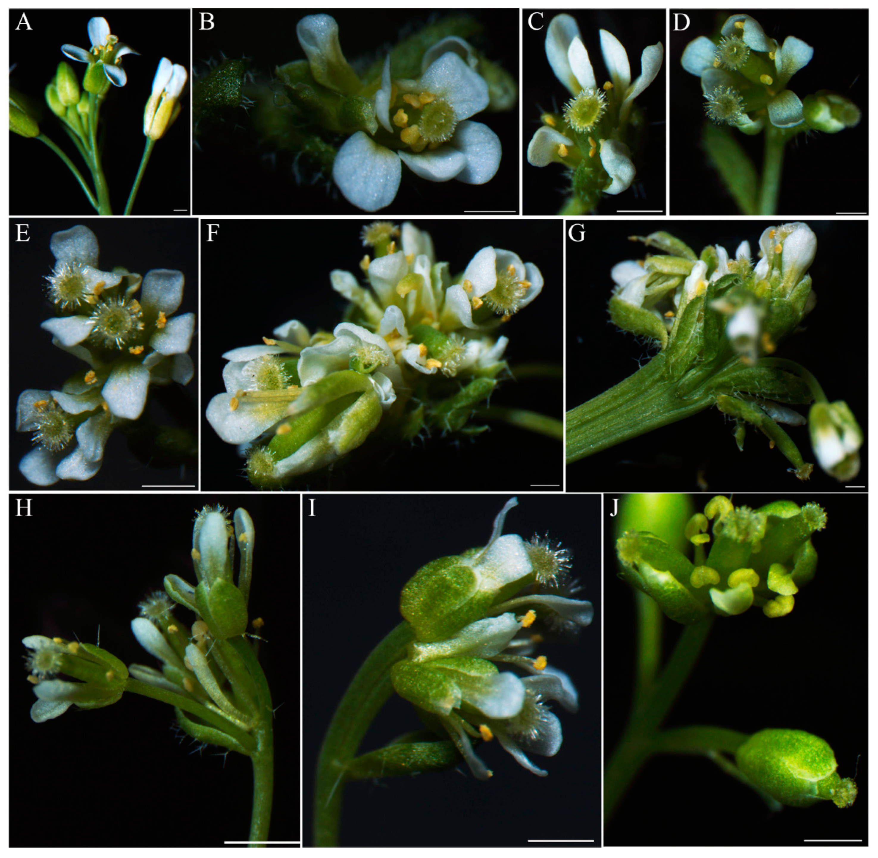 Plants 14 00129 g009