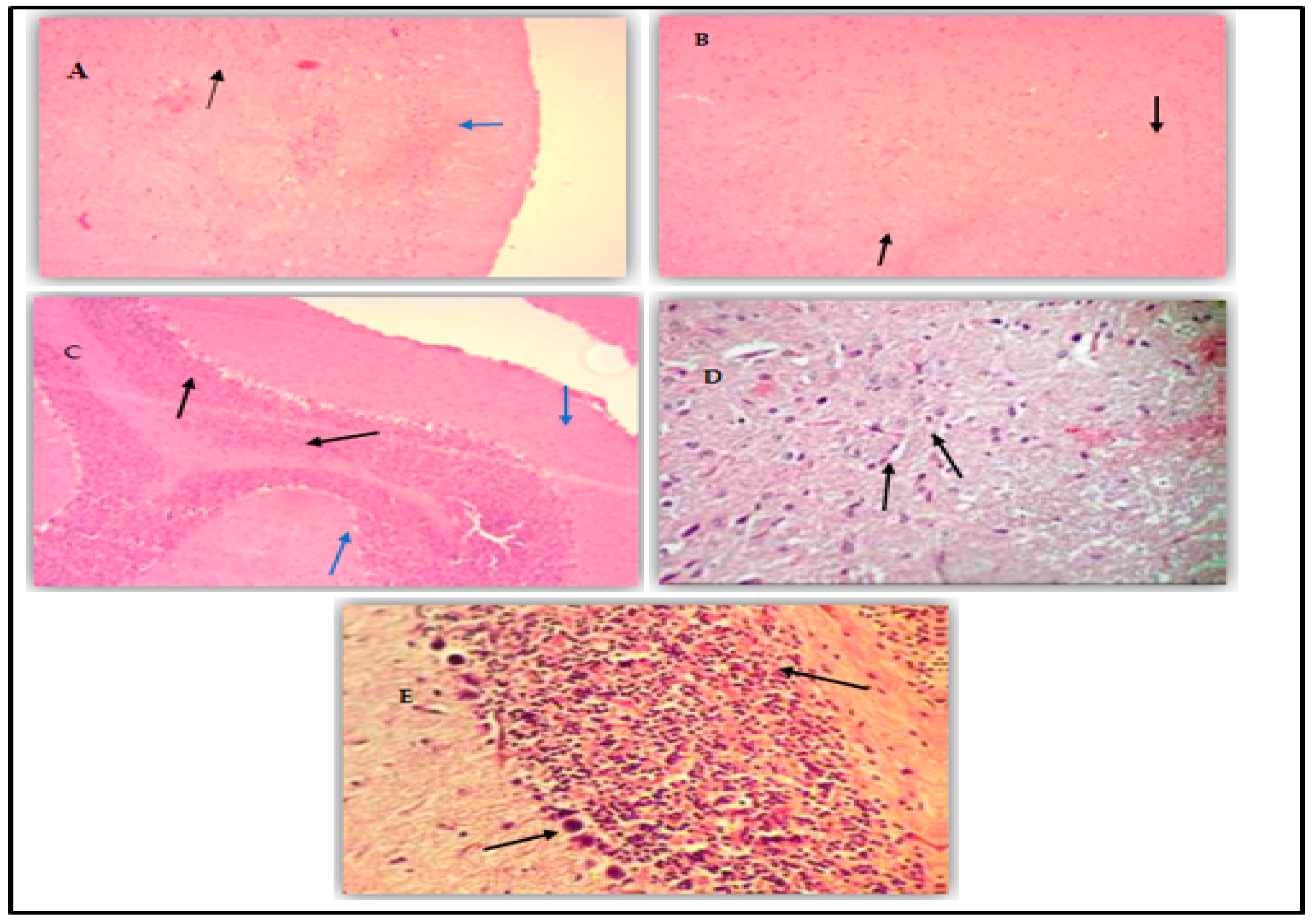 Plants 14 00130 g009 Plants 14 00130 g009