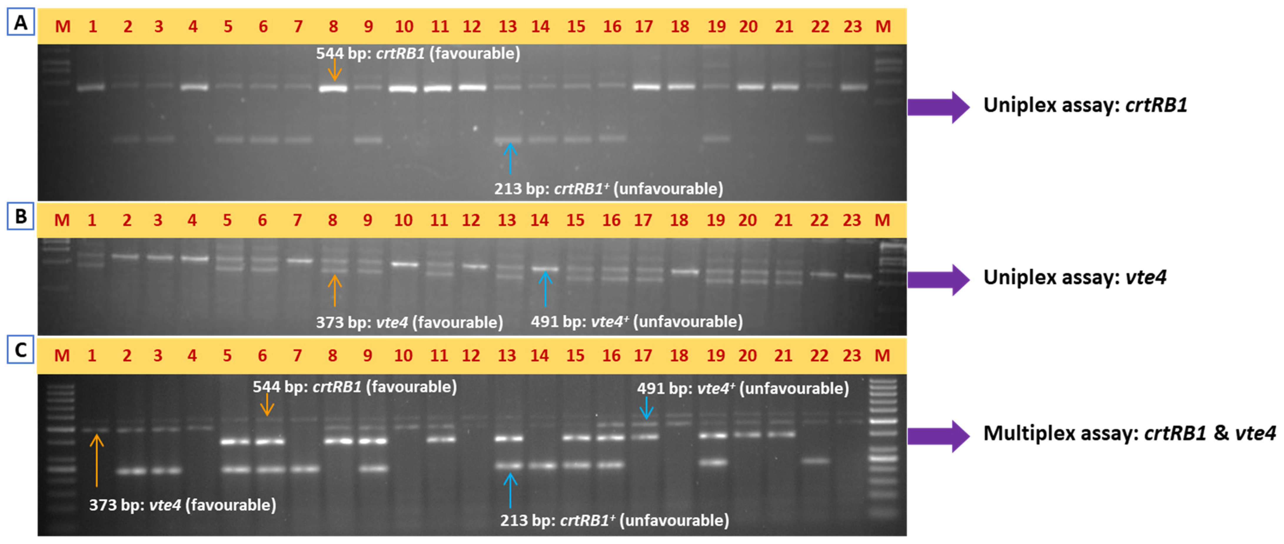 Plants 14 00142 g002