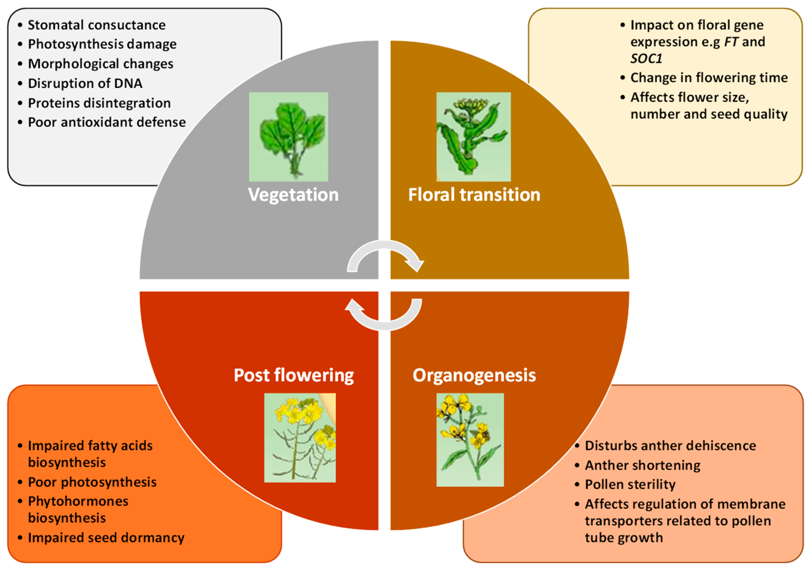 Plants 14 00152 g002