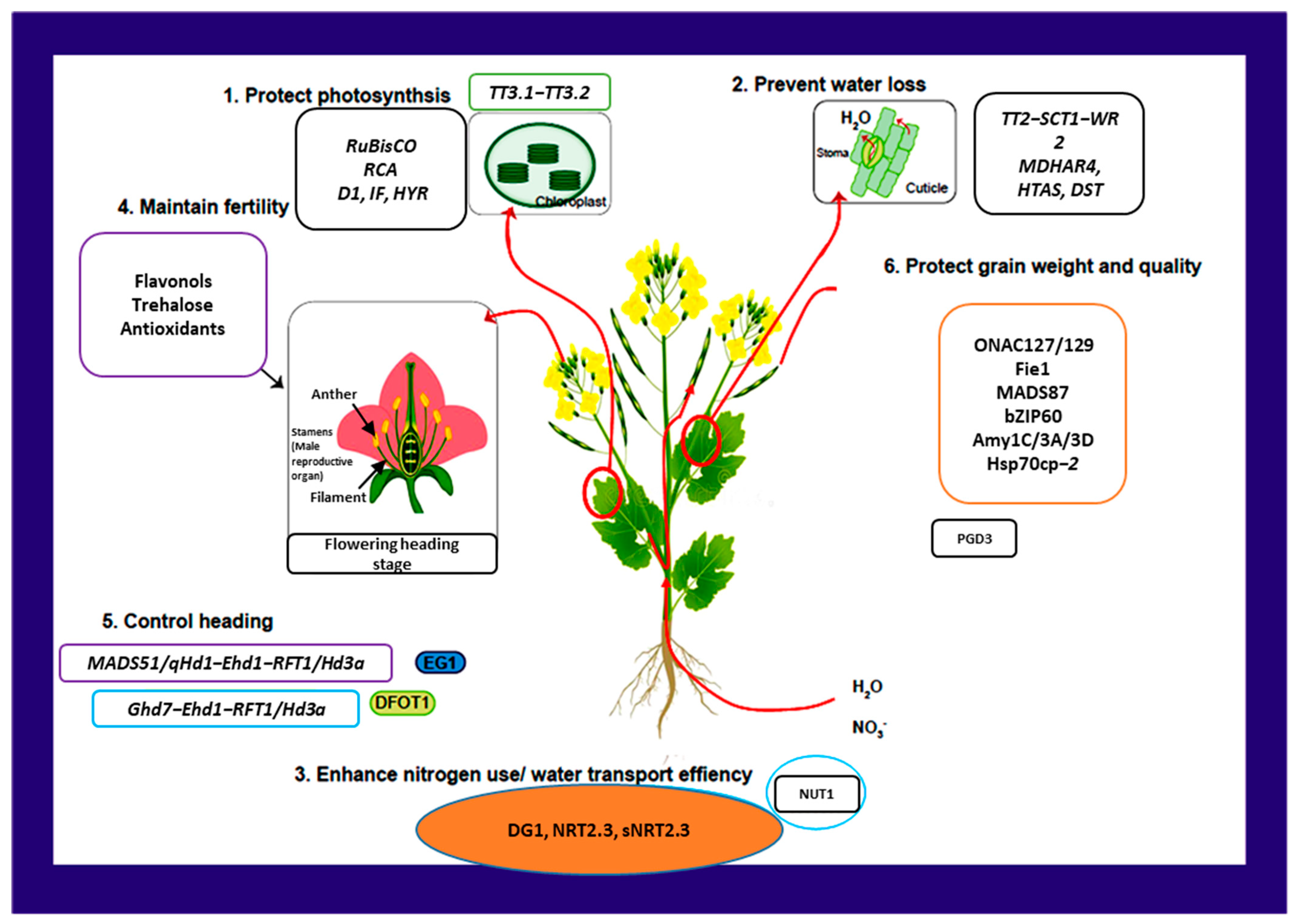 Plants 14 00152 g007