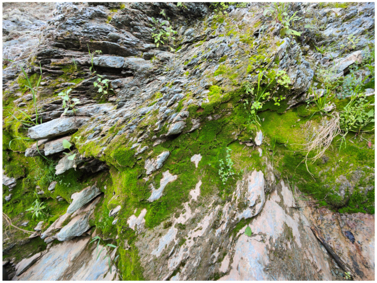 Plants 14 00170 g002