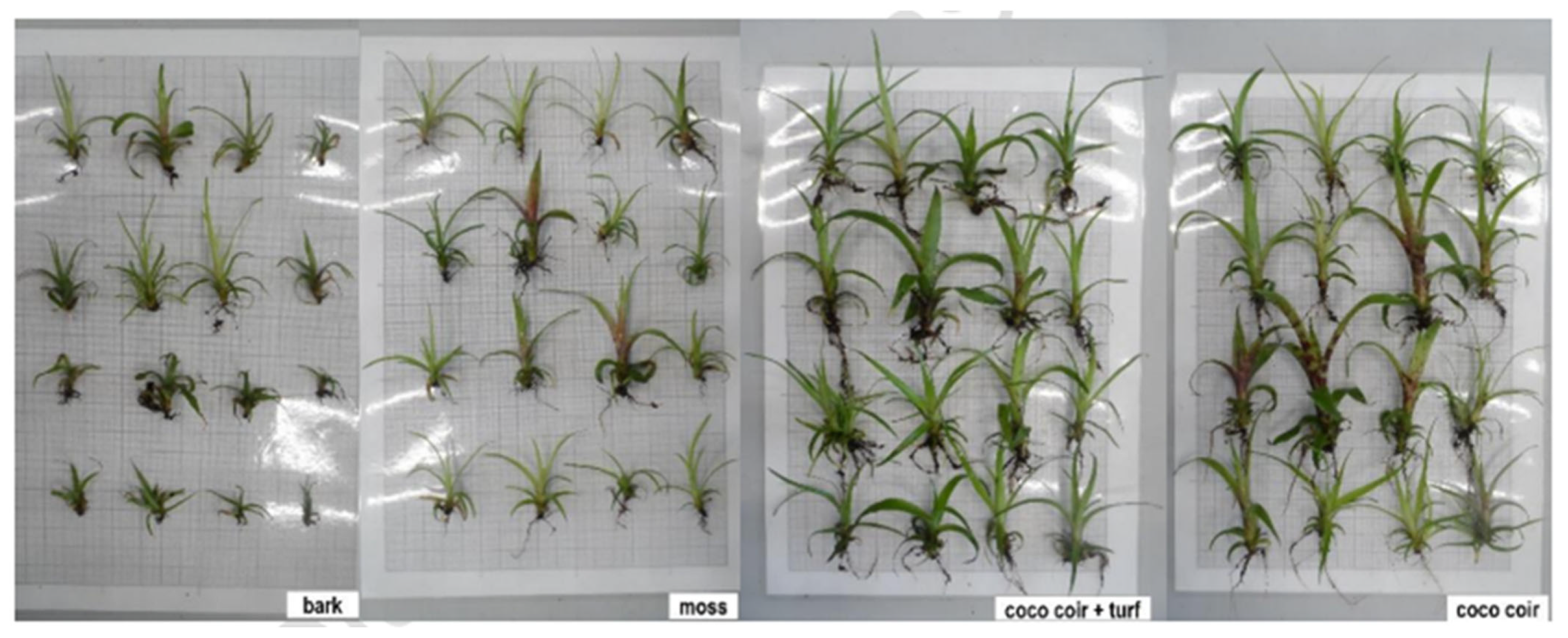 Plants 14 00172 g003