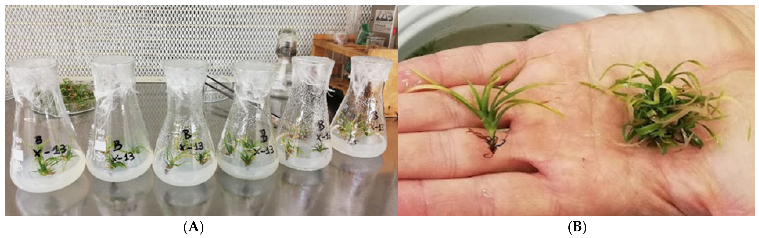 Plants 14 00172 g011