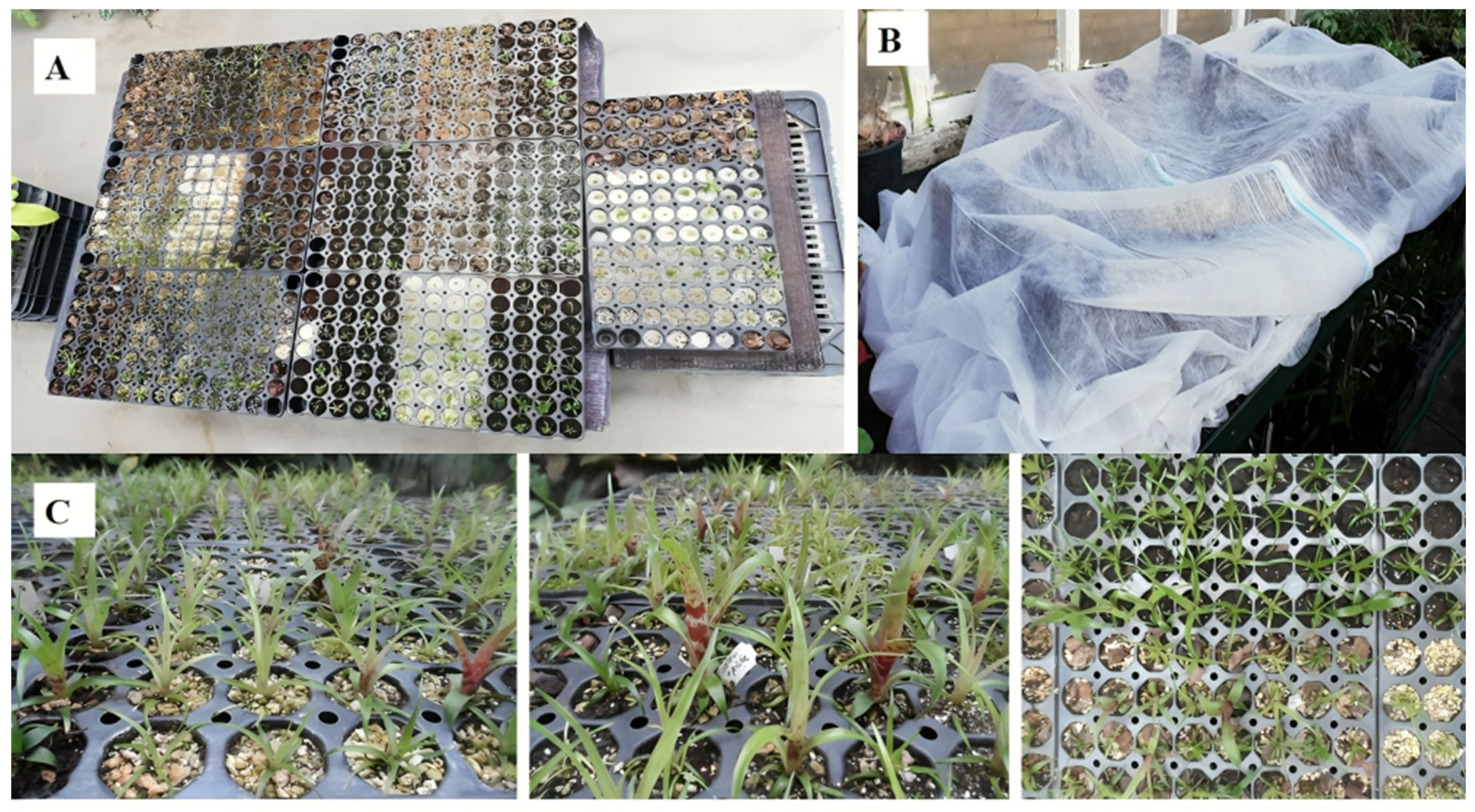 Plants 14 00172 g012