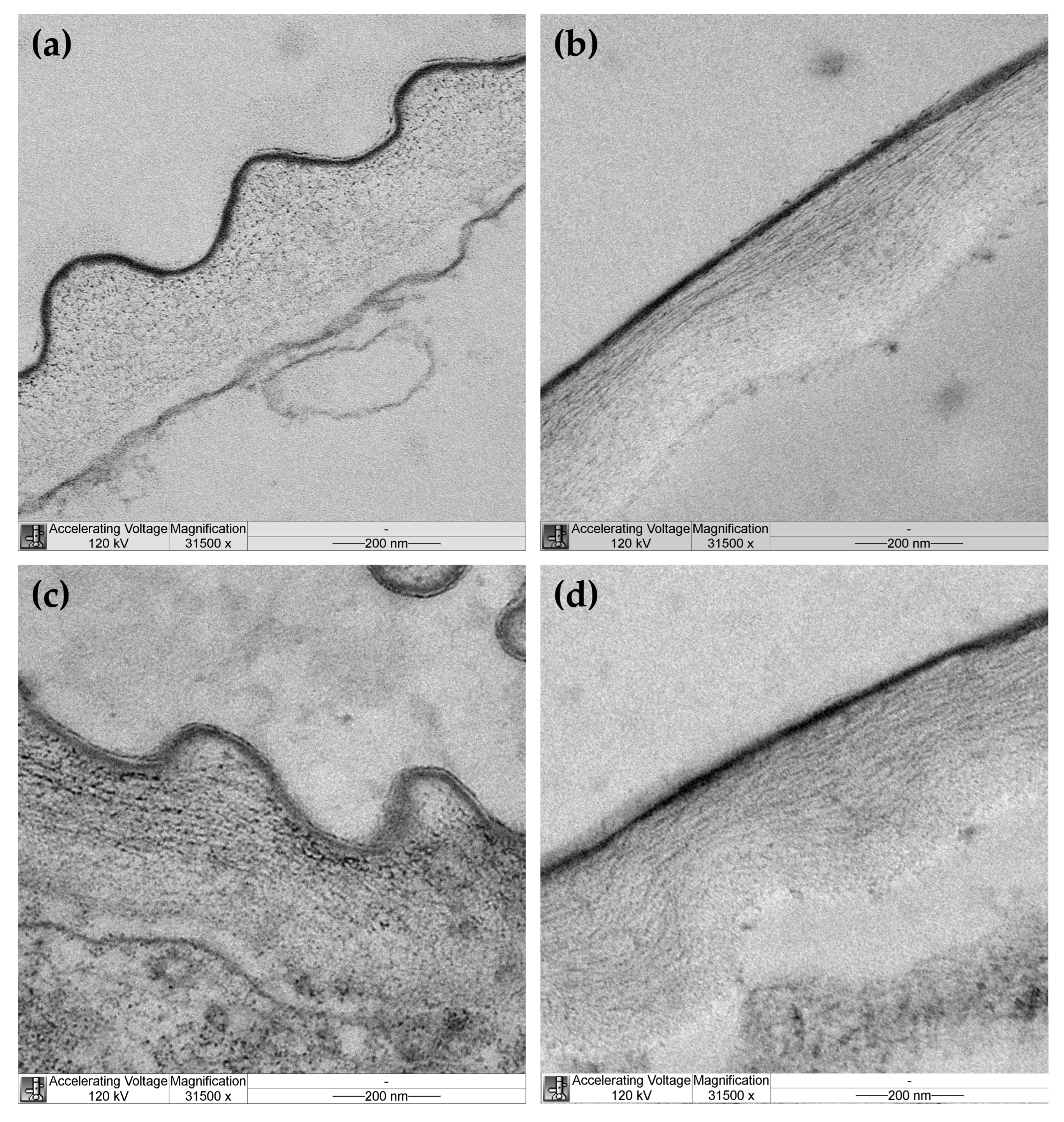 Plants 14 00176 g004
