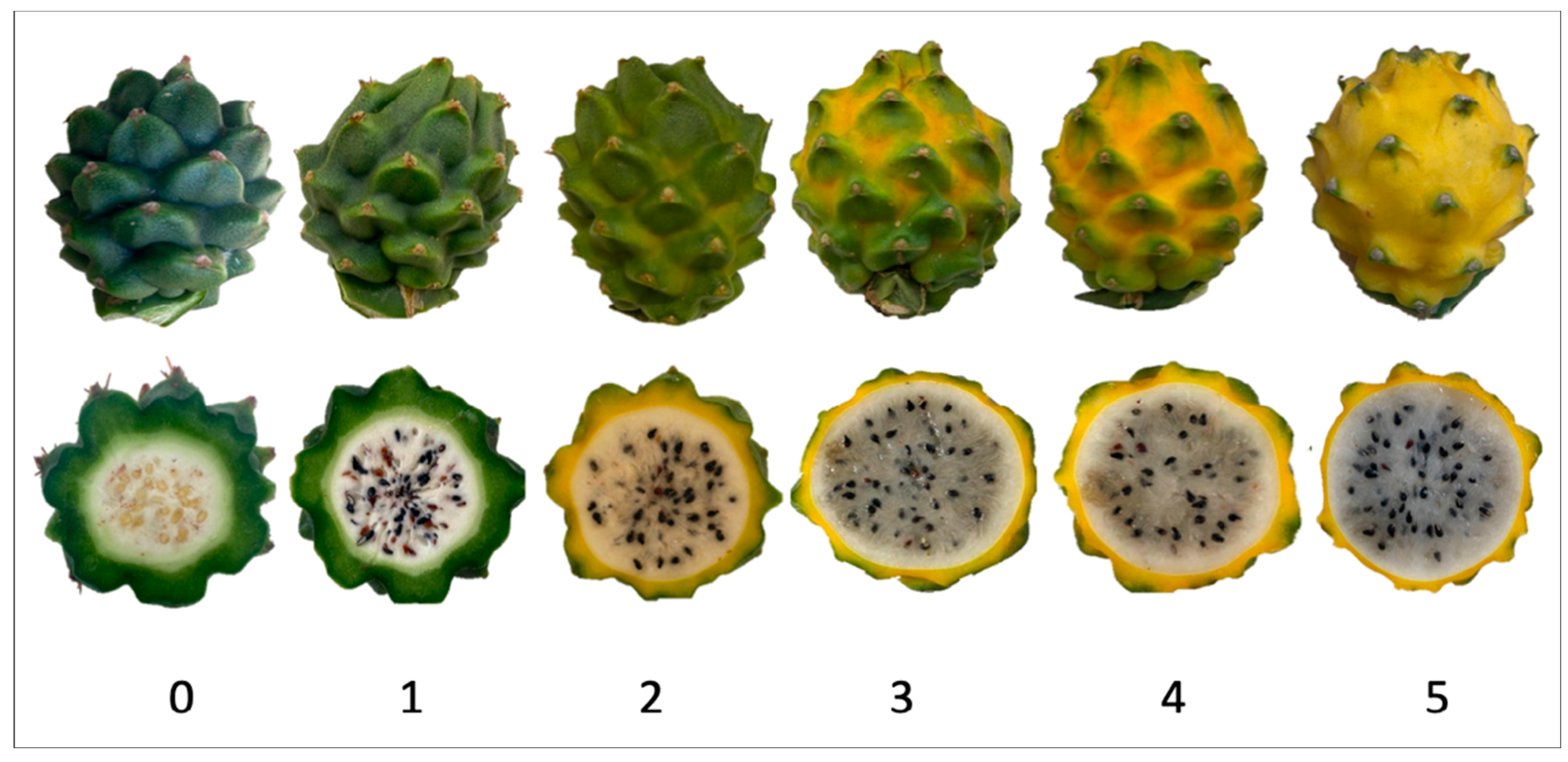 Plants 14 00178 g003