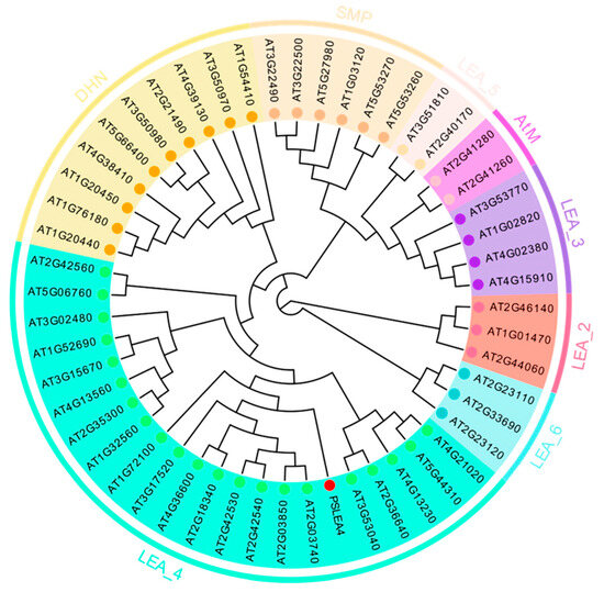 The Pyrus sinkiangensis Yu PsLEA4 Gene Enhances the Cold Resistance of ...