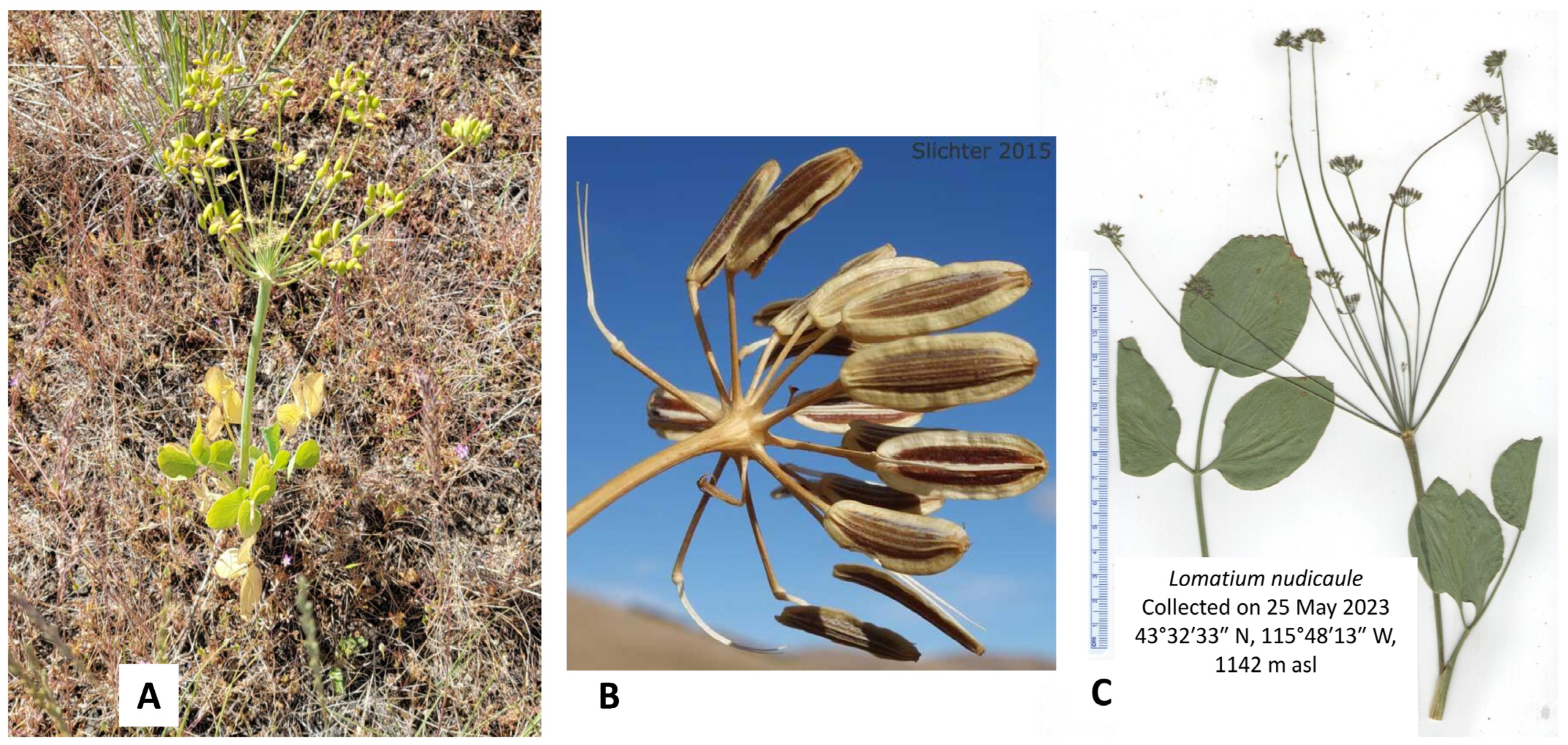 Plants 14 00186 g004