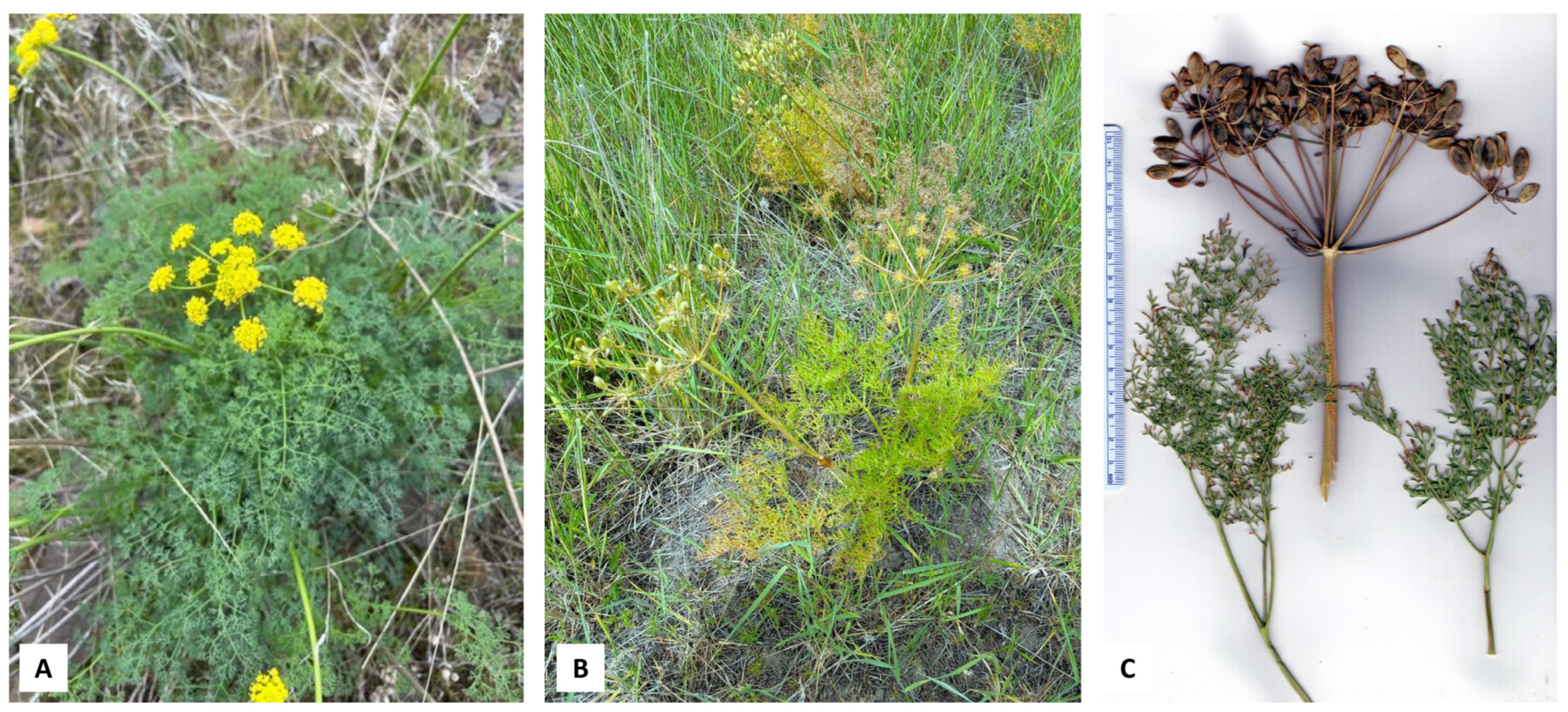 Plants 14 00186 g006