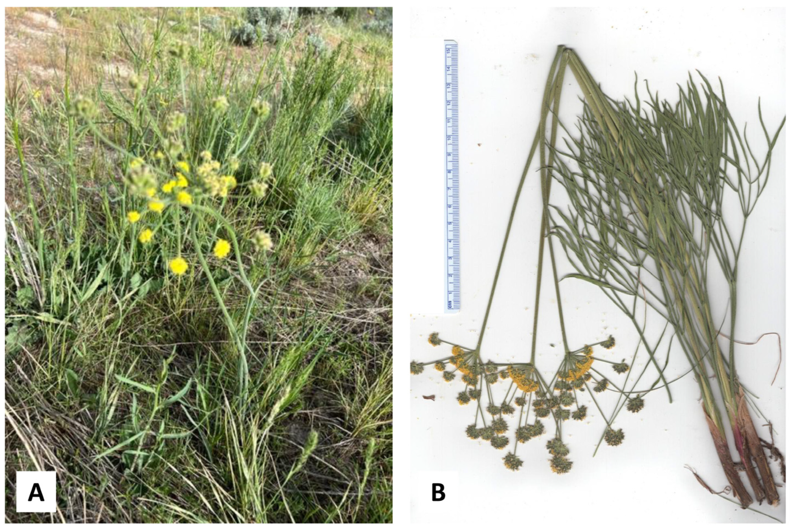 Plants 14 00186 g007