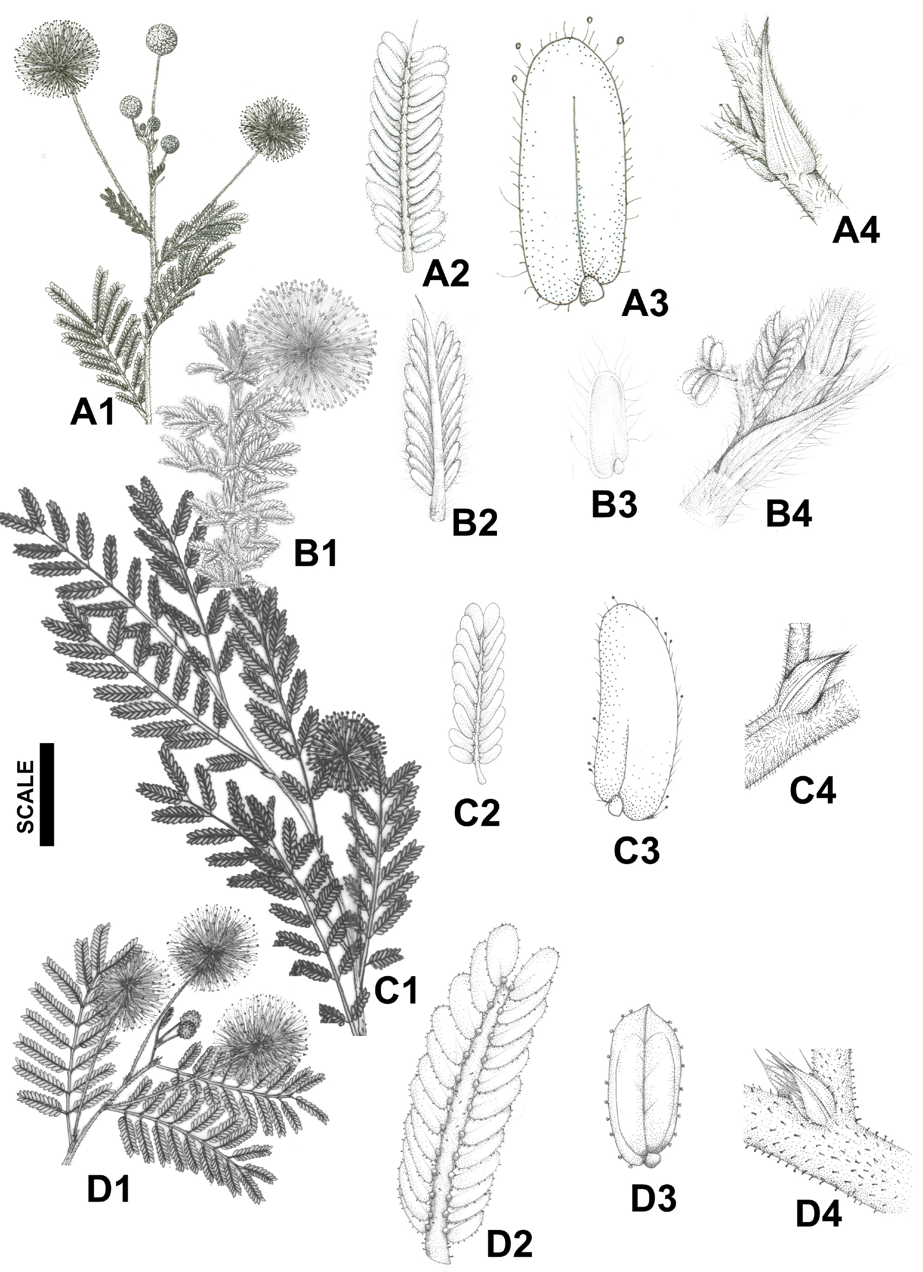 Plants 14 00194 g005 Plants 14 00194 g005