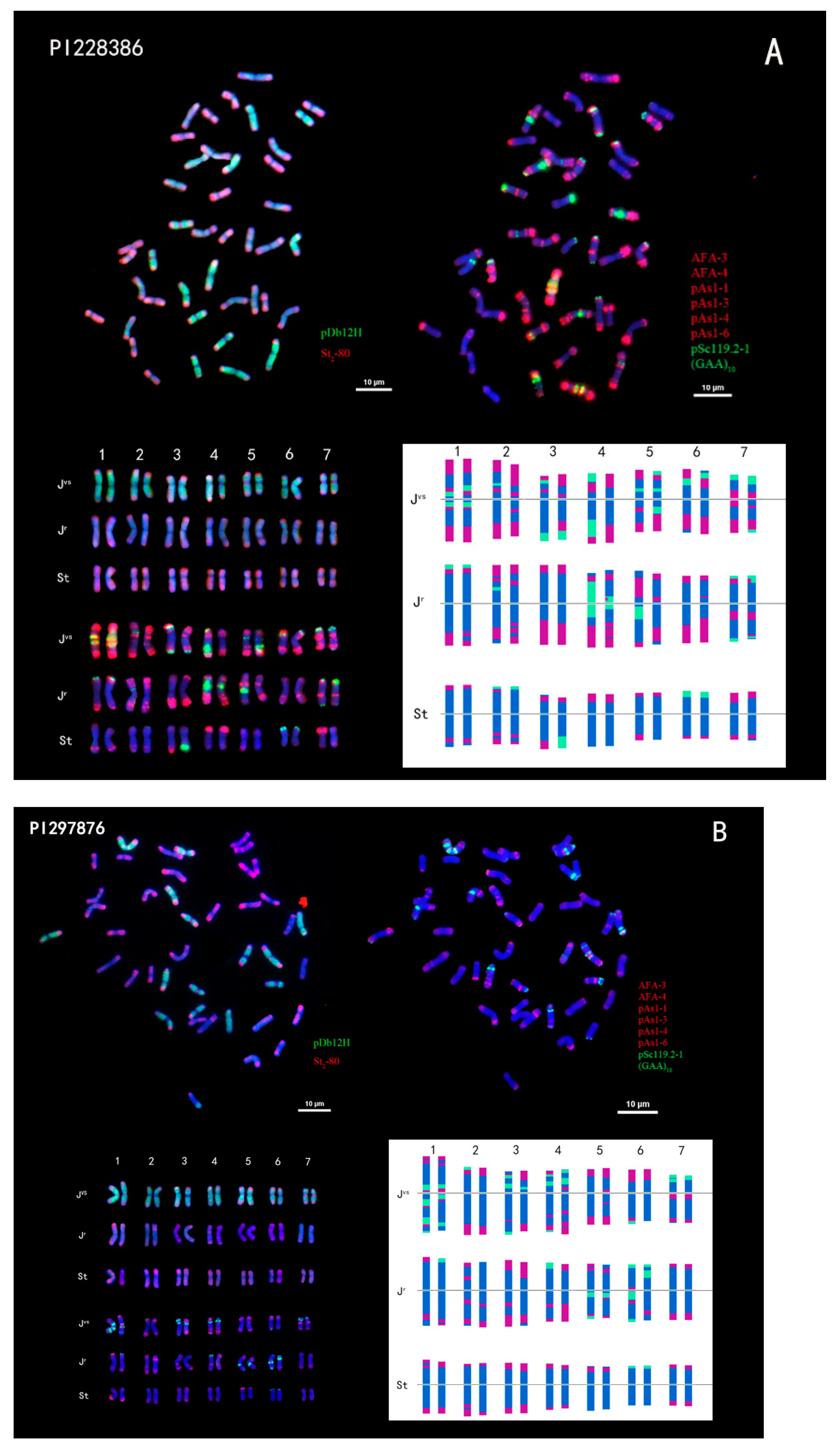 The Construction of a Standard Karyotype of Intermediate