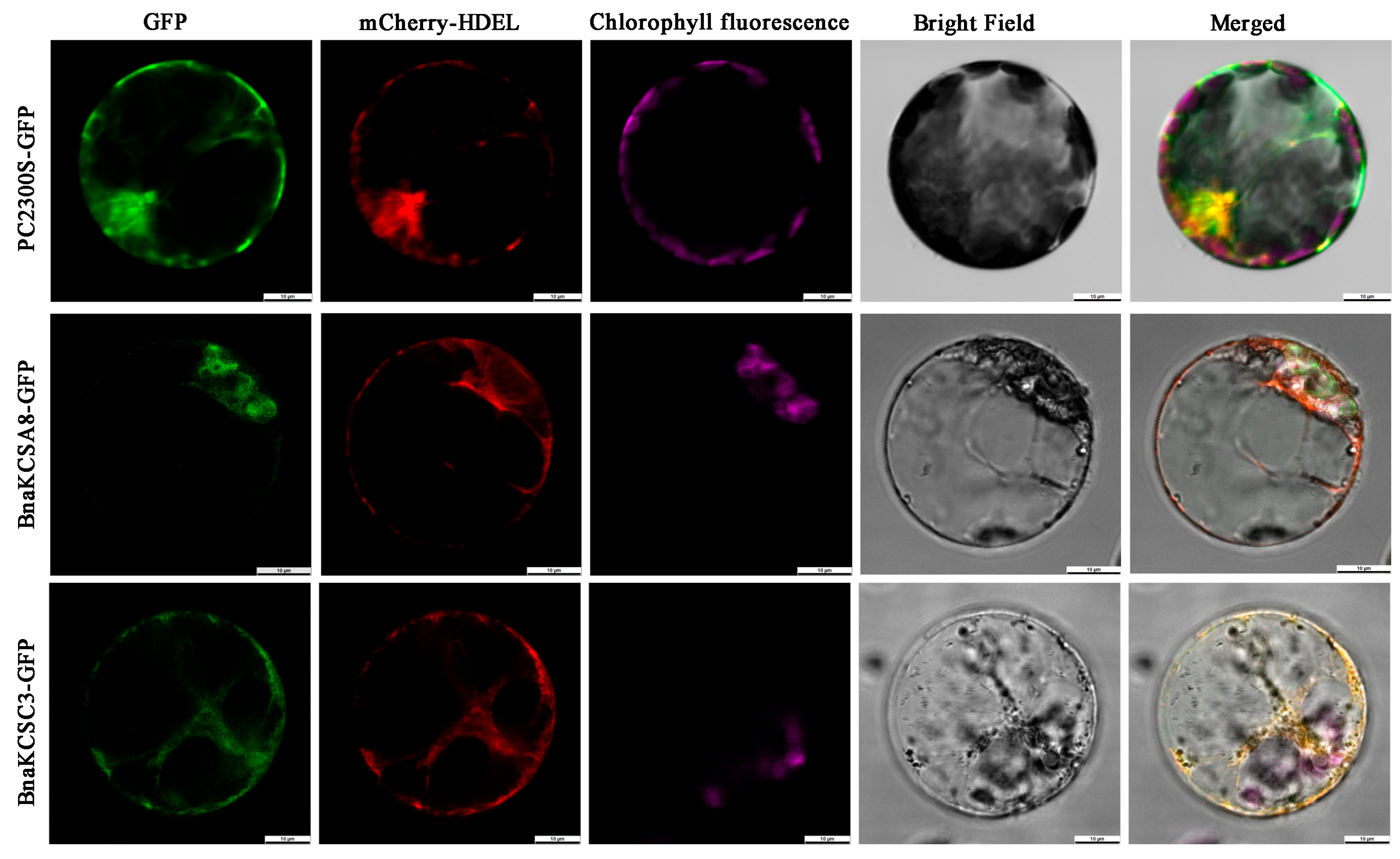Plants 14 00202 g002