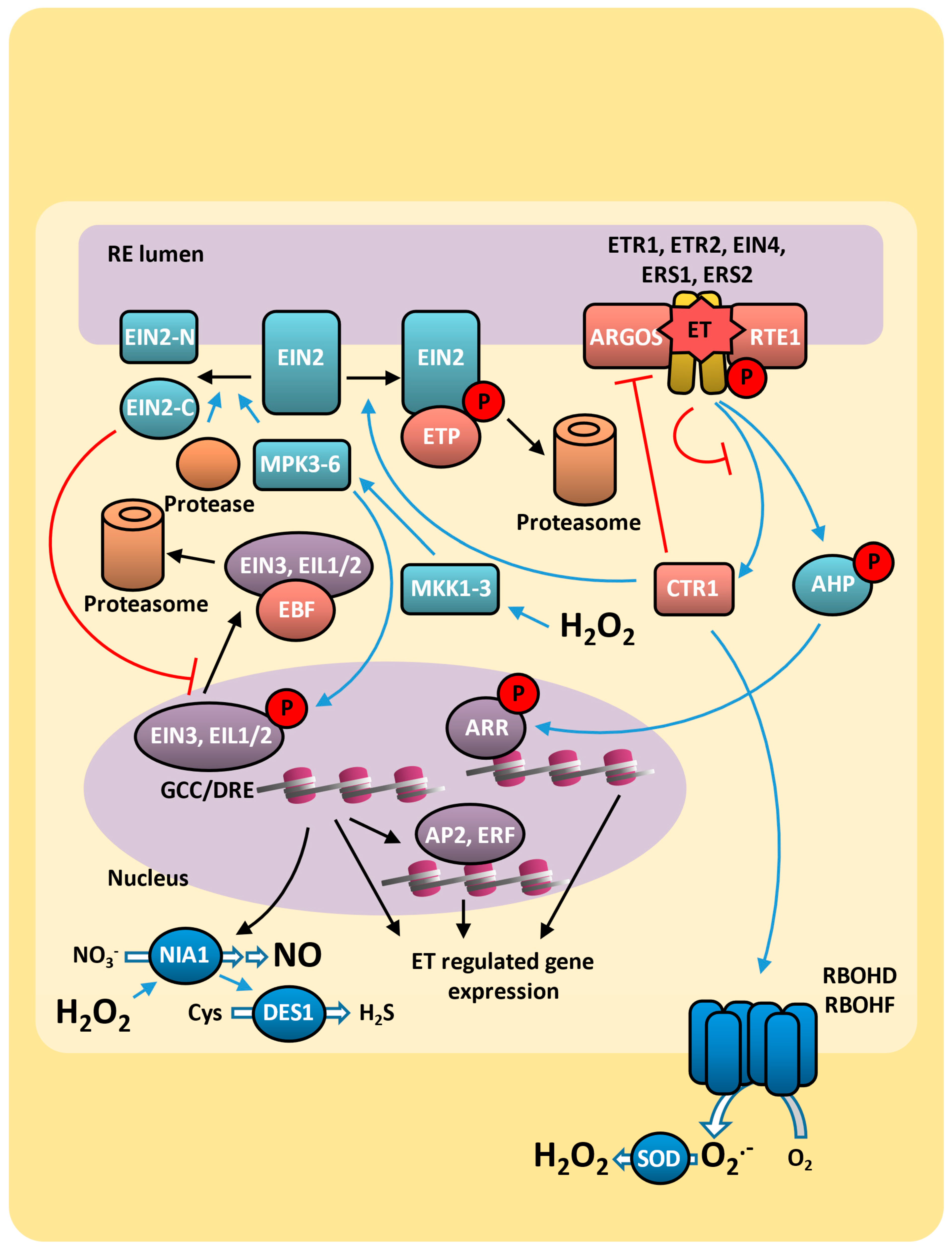 Plants 14 00208 g002