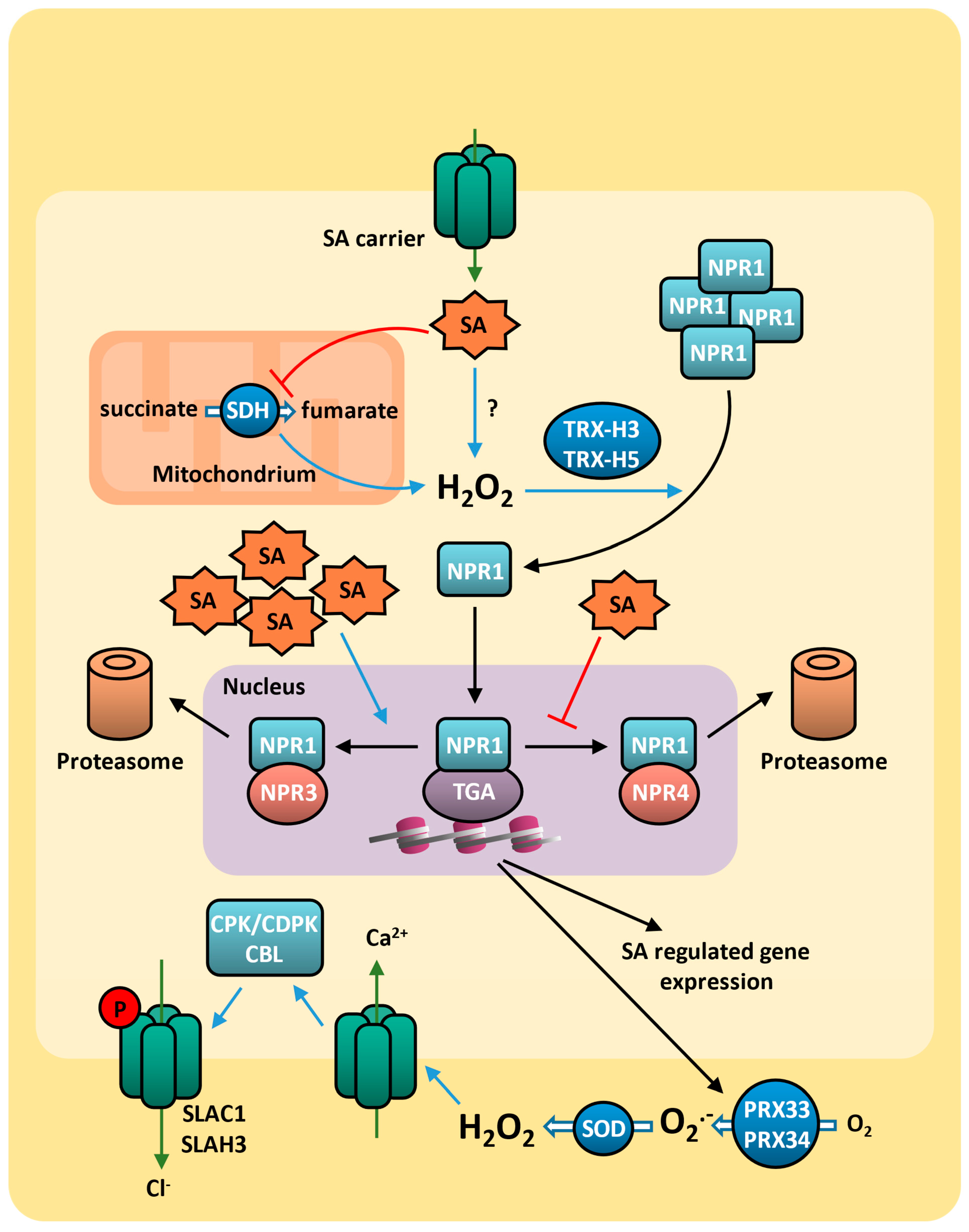 Plants 14 00208 g003