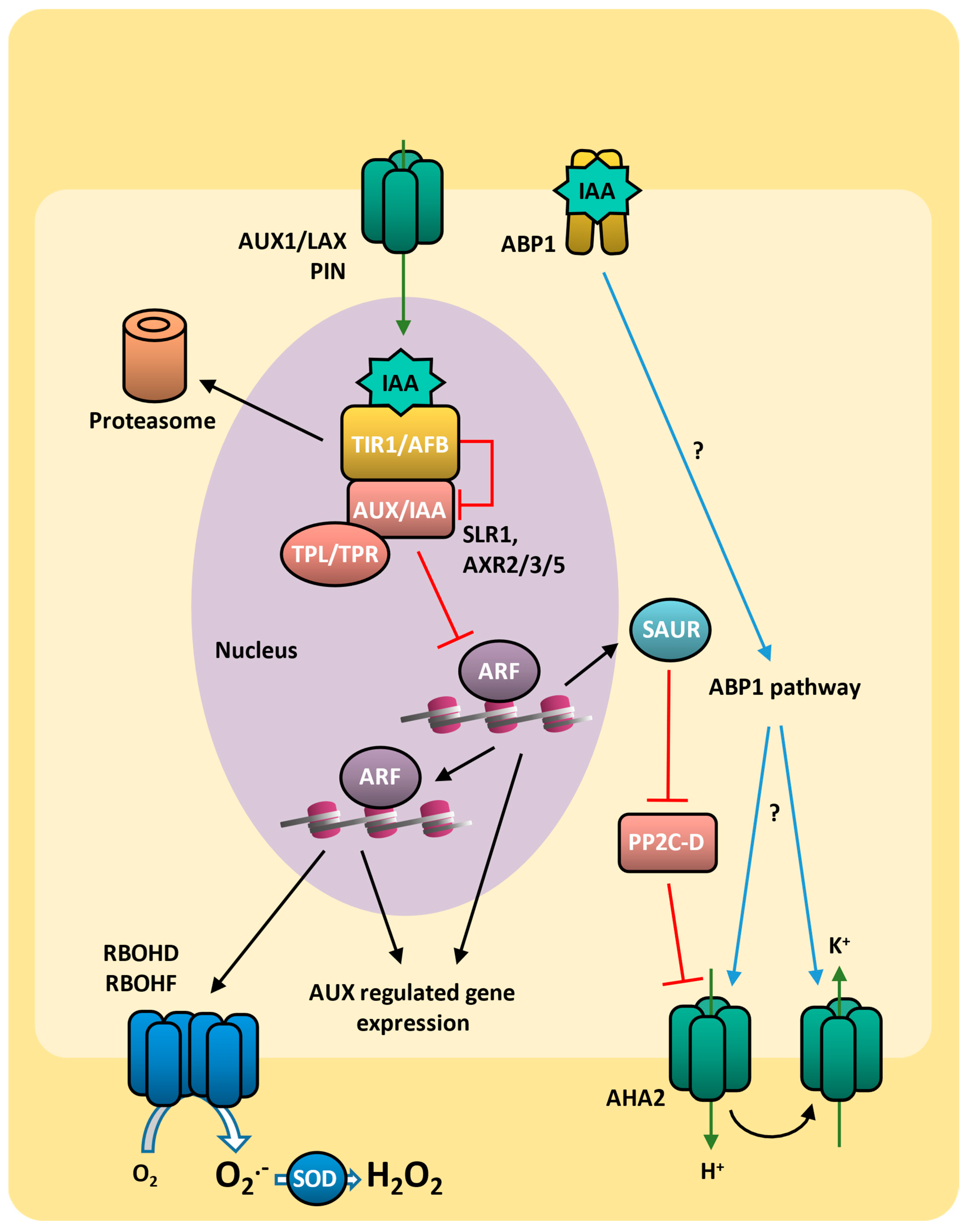 Plants 14 00208 g006