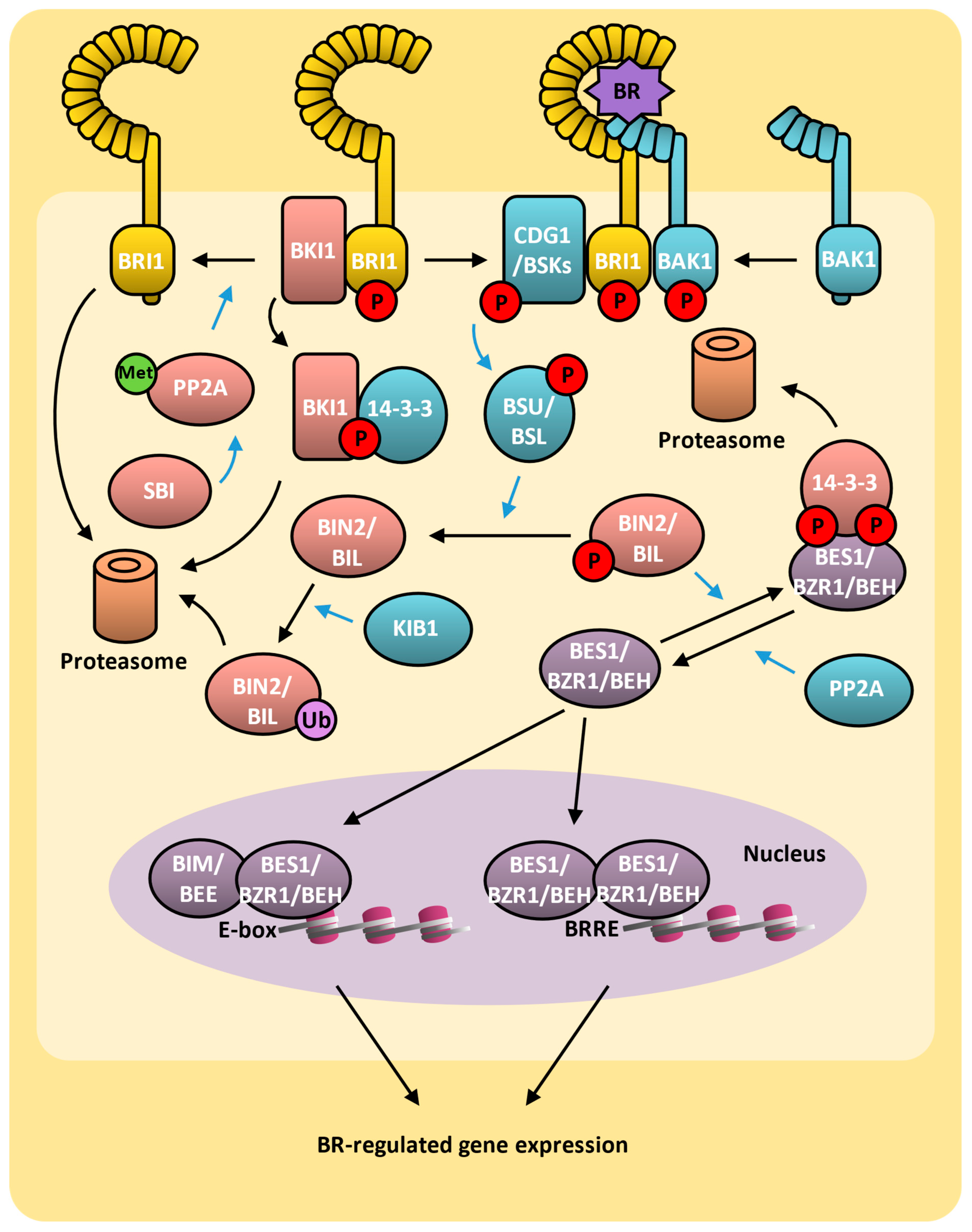Plants 14 00208 g008
