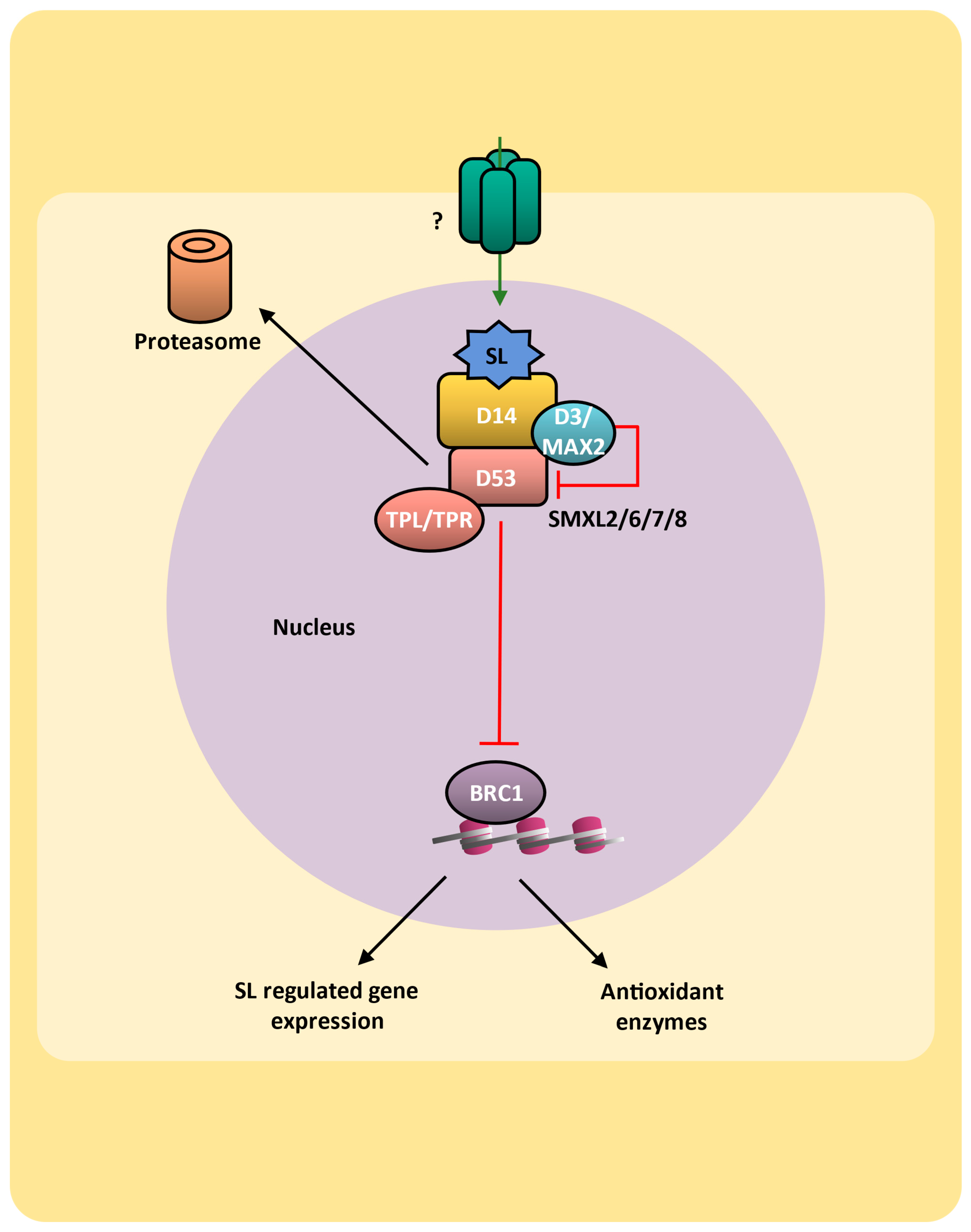 Plants 14 00208 g009